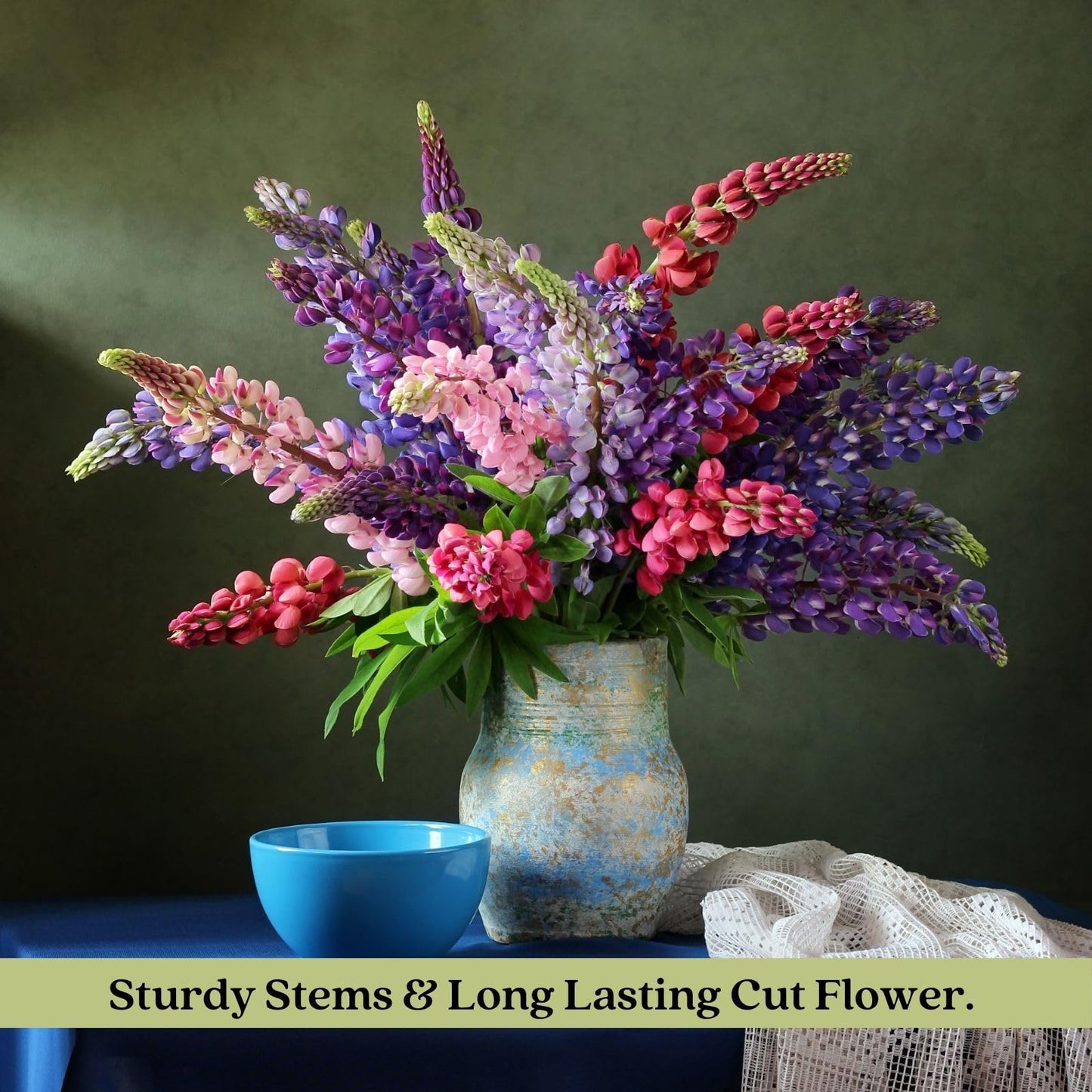Clovers Garden Lupine Gallery Mix (Lupinus) Plants – Two (2) Live Plants – Non-GMO - Not Seeds - Each 4" to 8" Tall – in 4" Inch Pots – Perennial Flower