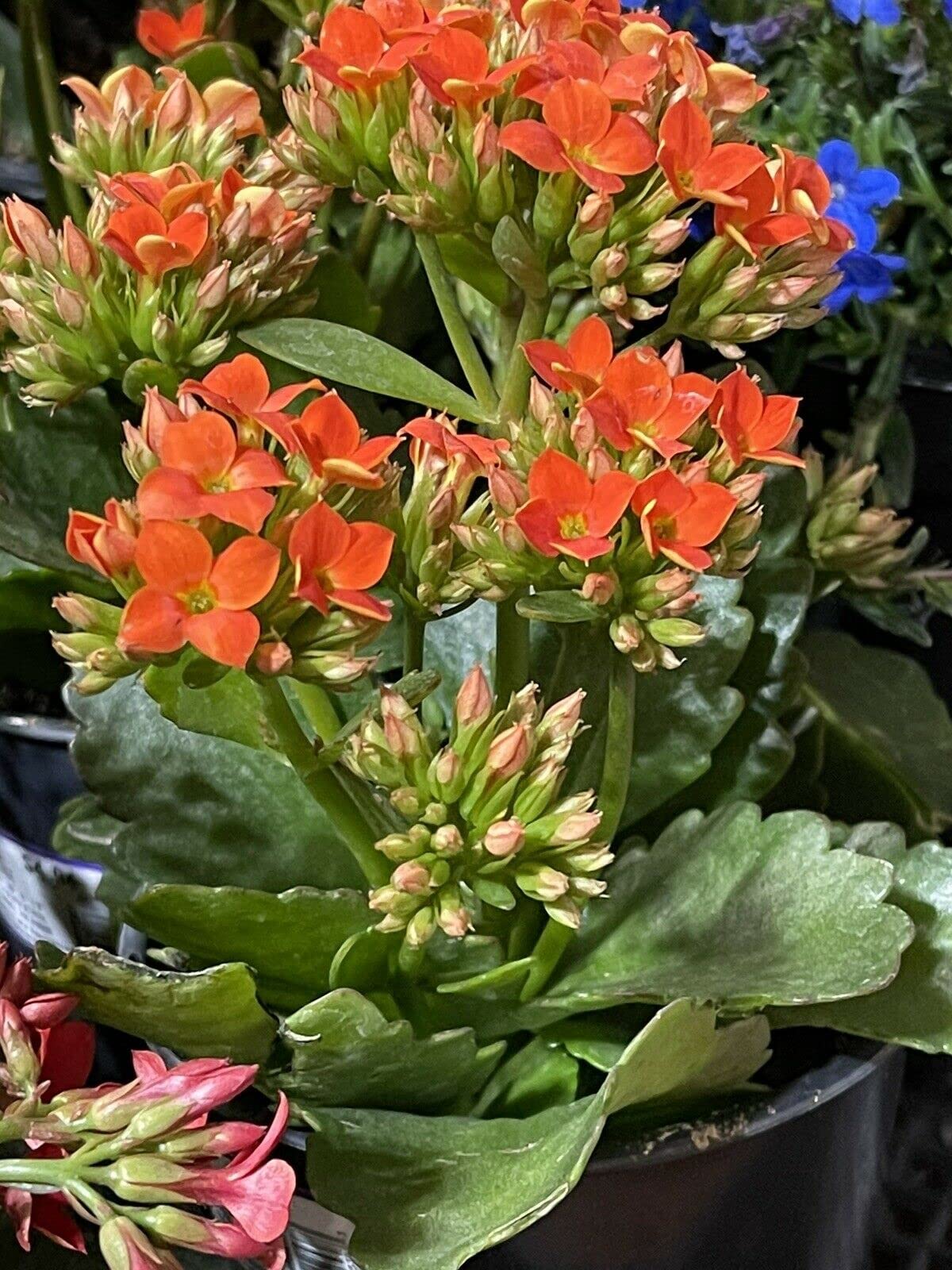 Succulent ~ Kalanchoe Blossfeldiana Flaming Katy~ (2) 4" Orange Cuttings
