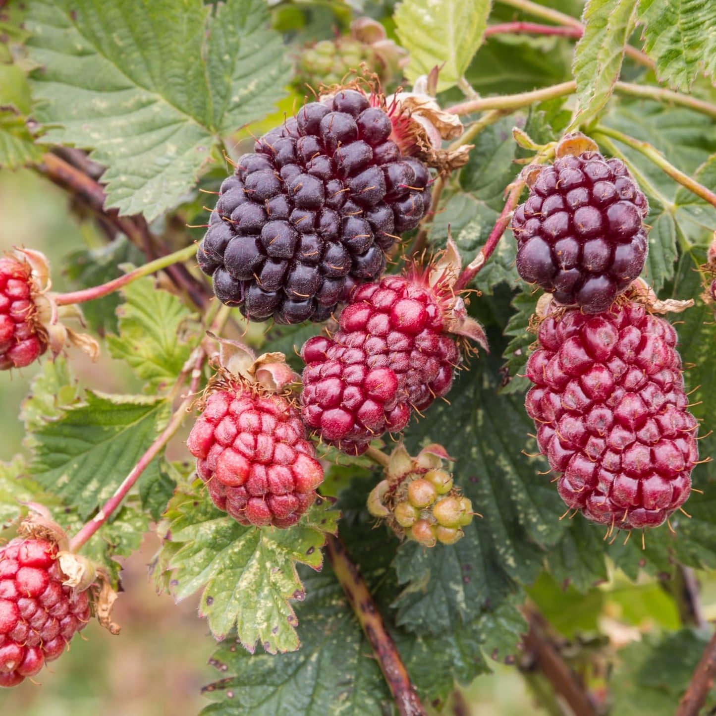 2 Boysenberry Plant Live, Edible Fruit Tree Live Plant, Sweet Berry Bush, 4-6'' Tall, Well Rooted for Outdoor Garden