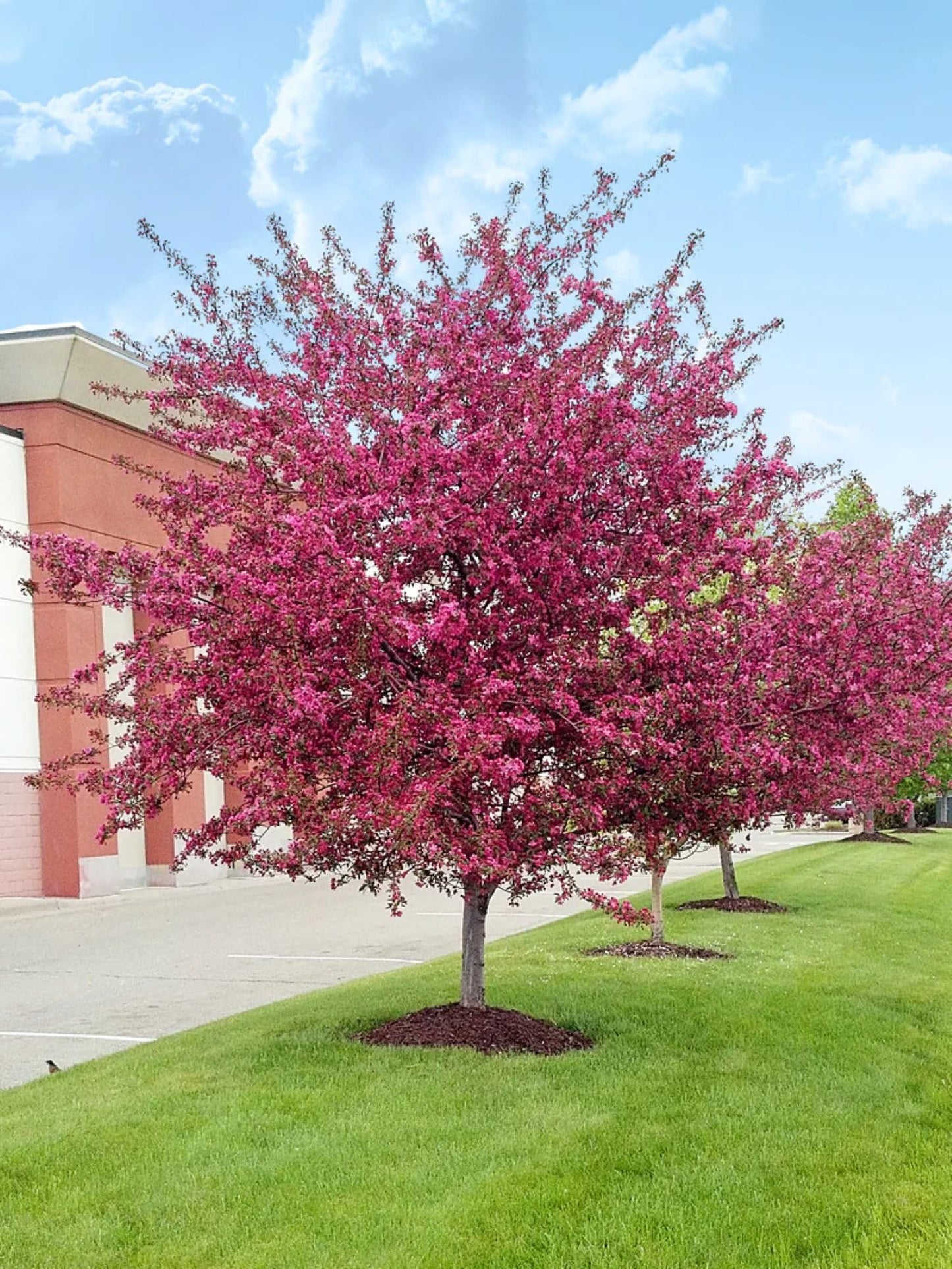 American Plant Exchange Centurion Crabapple Tree, Live 1-Gallon Pot, Cold Hardy, Rose-Red Flowers, Red Fruit, Outdoor/Landscape Tree, Attracts Birds and Butterflies