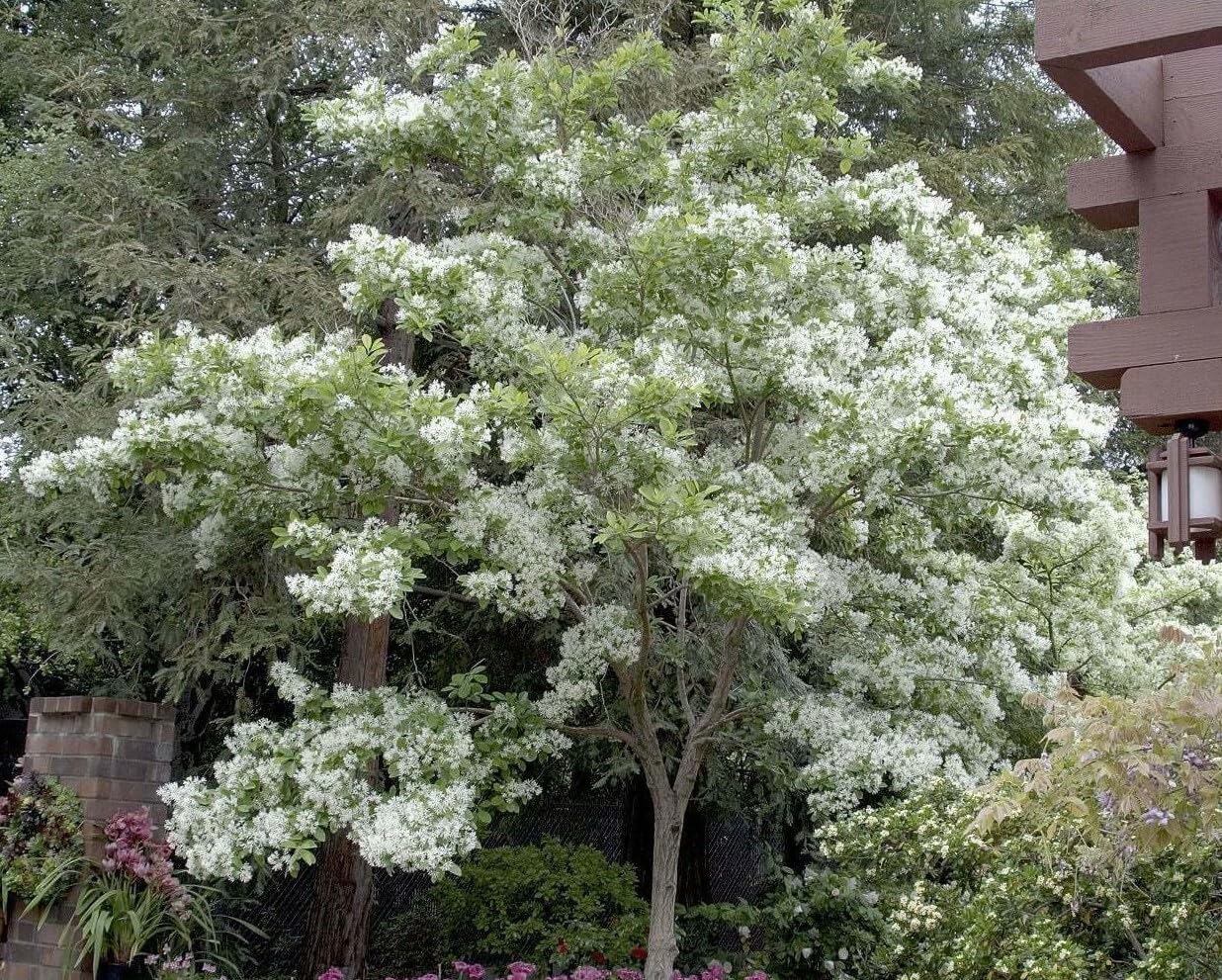 Live Plant - 2 White Fringe Trees/Shrubs - Live Potted Plants - 6-12" Tall - Quart Pots