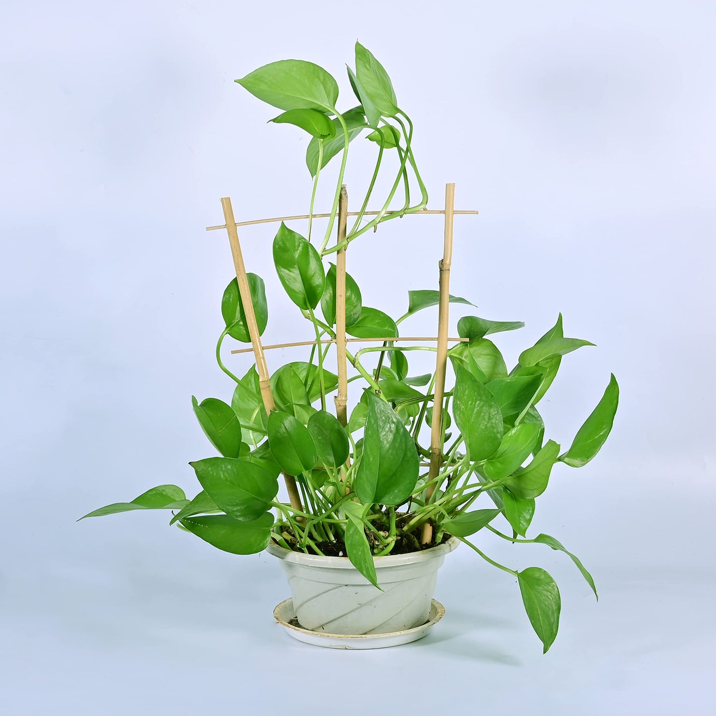Natural Bamboo Trellis 15 Inches for Climbing Plants, Bamboo Trellis Potted Plant - 3 Pack