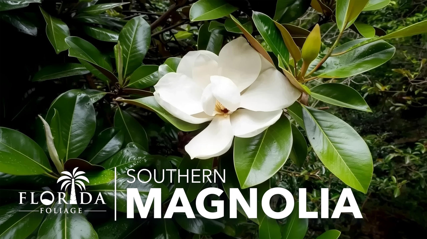 Southern Magnolia Grandiflora | 3 Live Trees | Beautiful Evergreen Specimen Plant Fragrant Blooms