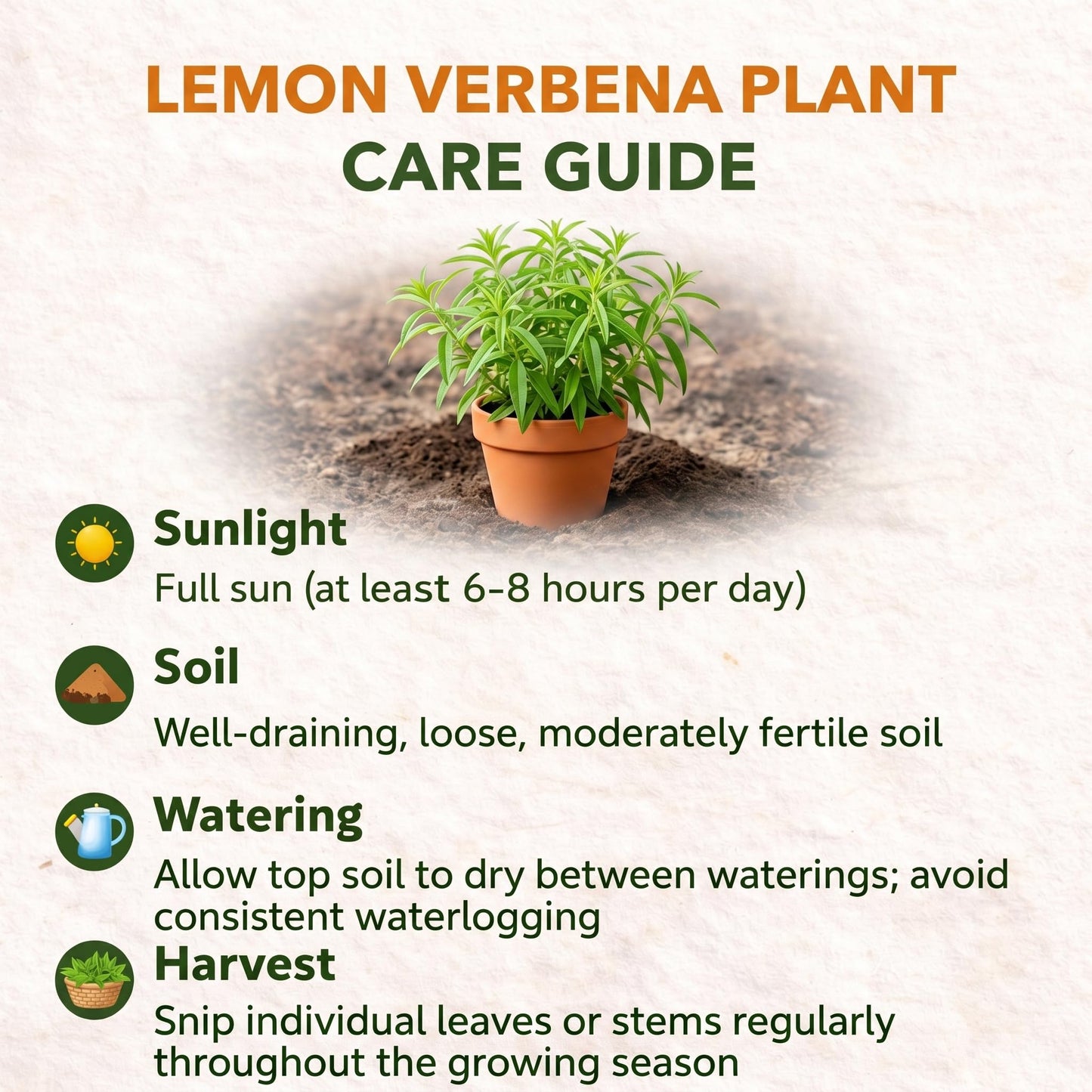 2 Lemon Verbena Plant, 4-Inch Tall Starter Herb, Non-GMO, Fast Growing Edible Herbs, Lemon Verbena Live Plant for Outdoor Garden Planting