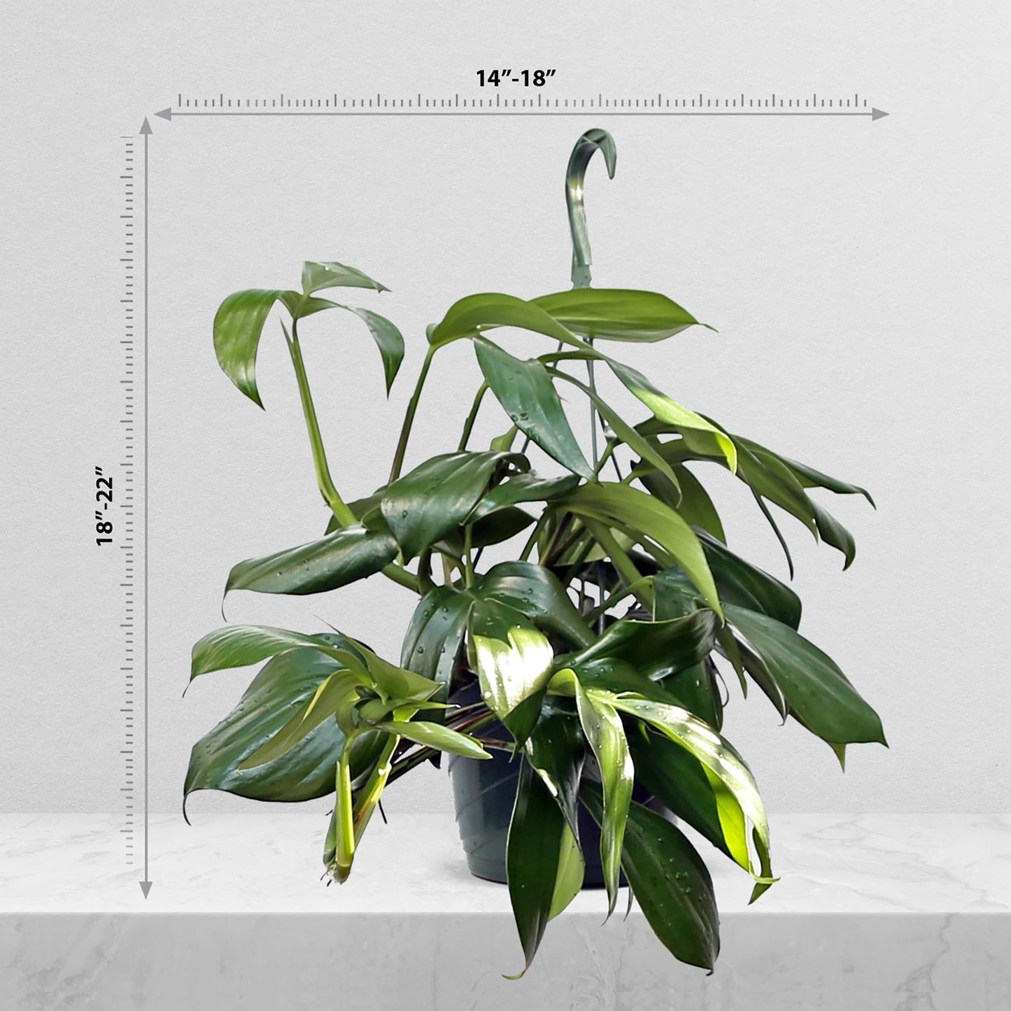 Live Philodendron Dragon Tail, Rare Houseplant, Birthday Gift, Plant Lover Gift, Housewarming Gift, Christmas Gift, Mother's Day Gift, Indoor Potted Plant, Plant Decoration in 8" Hanging Basket