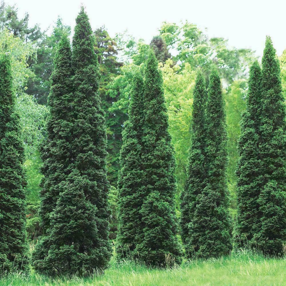 Live Plant - 5 Thuja Green Giant Arborvitae Trees/Shrubs - 6-12" Tall Live Plants, 2.5" Pots