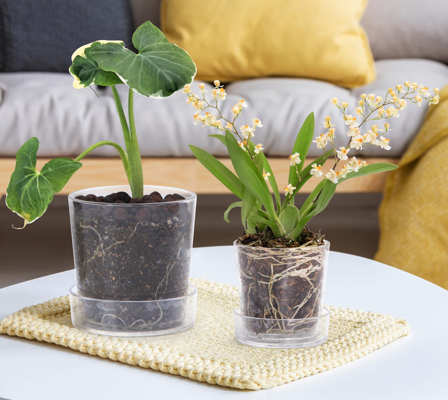 Phoenix Vine 3.5 Inch 4.5 Inch Clear Acrylic Houseplants Planter Pot with Tray, Orchid Pot with Drainage Holes, Deep Saucer for Bottom Watering, Transparent Containers for Indoor Plants, Herbs, 91-B-V