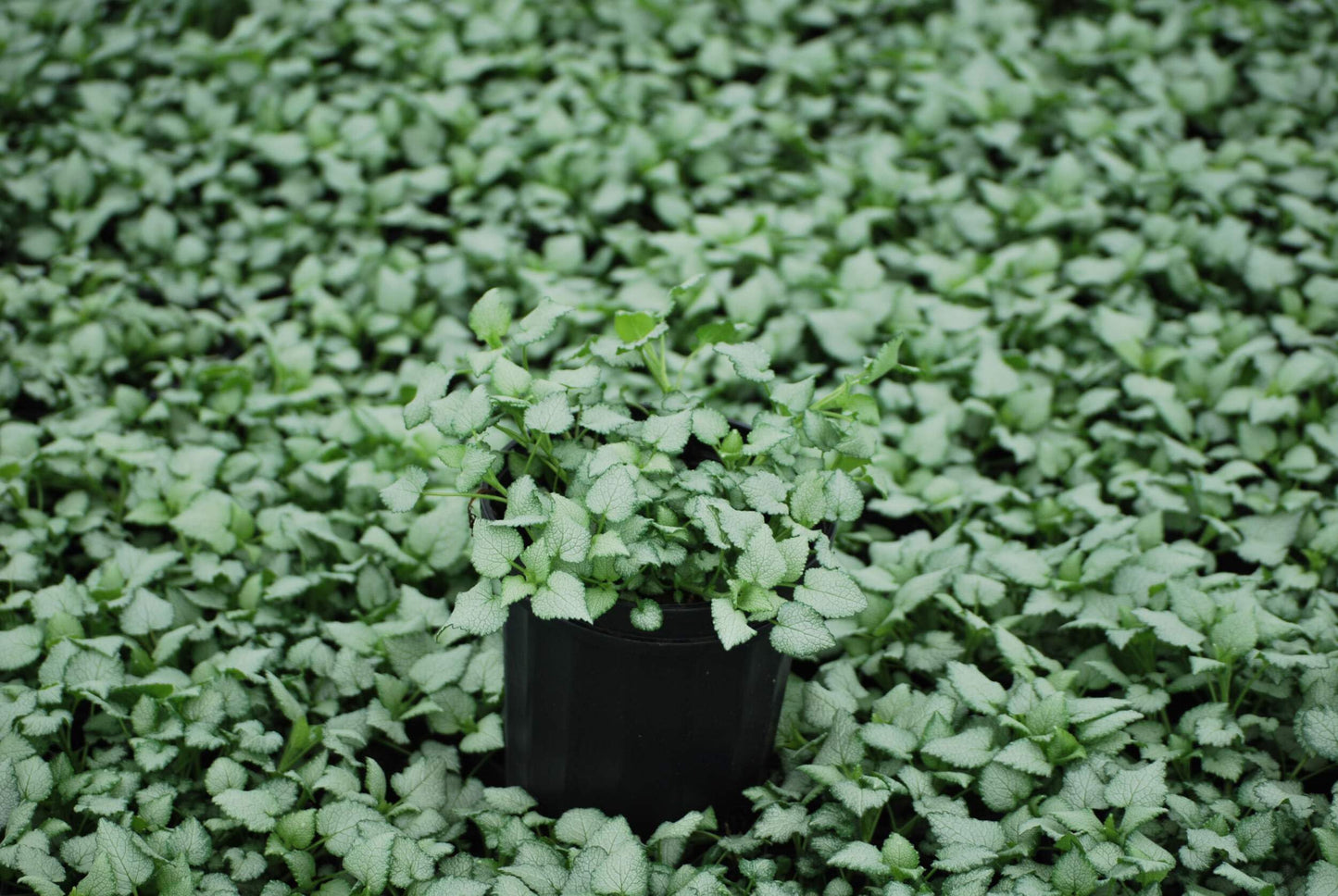 Perennial Farm Marketplace Lamium maculatum ‘Beacon Silver’ (Dead Nettle) Live Perennial, Size-#1 Container, Pink Spring Flowers with Silver Variegated Foliage