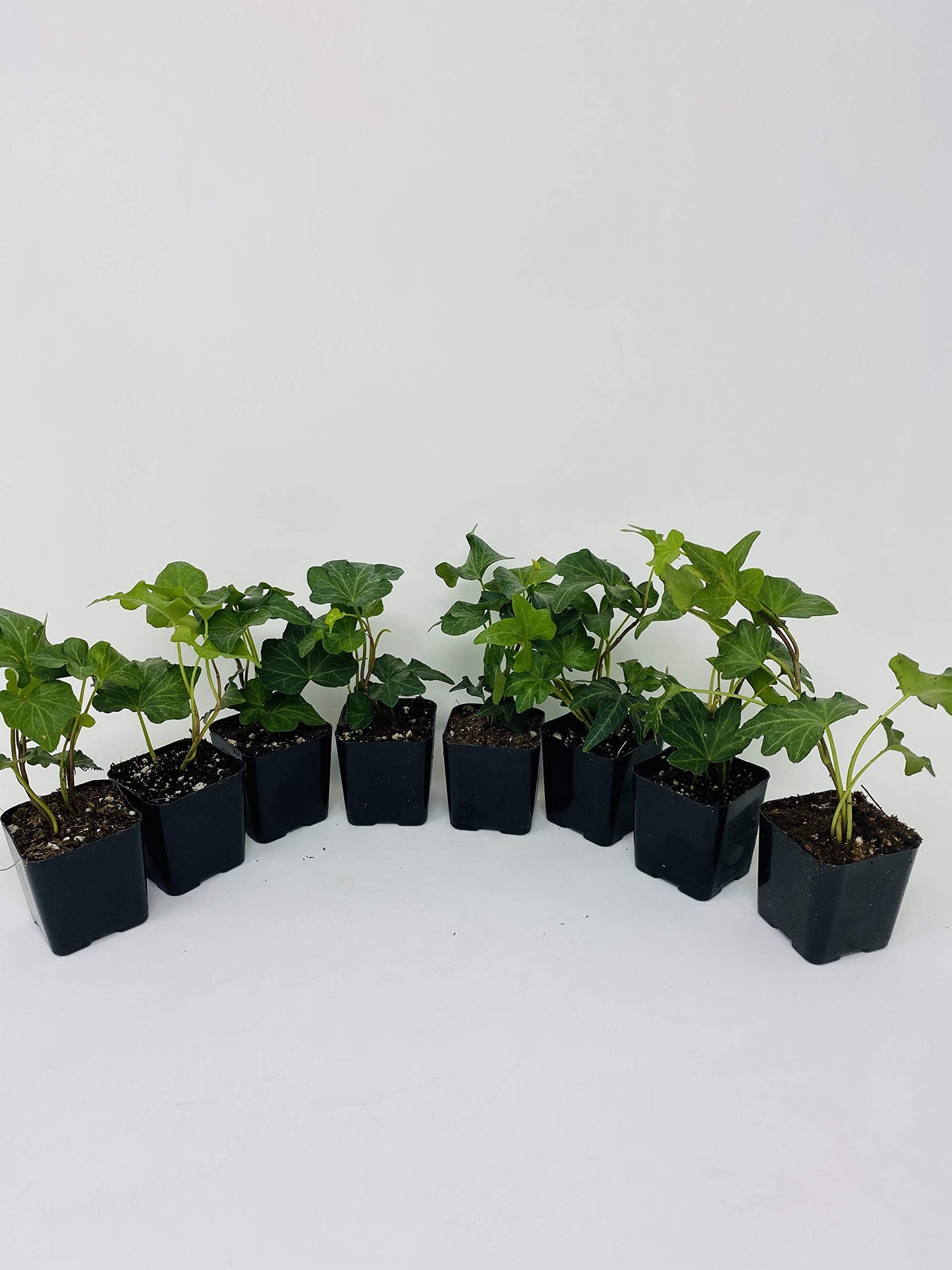 Jmbamboo - Baltic English Ivy 8 Plants - Hardy Groundcover - 2 1/4" Pot