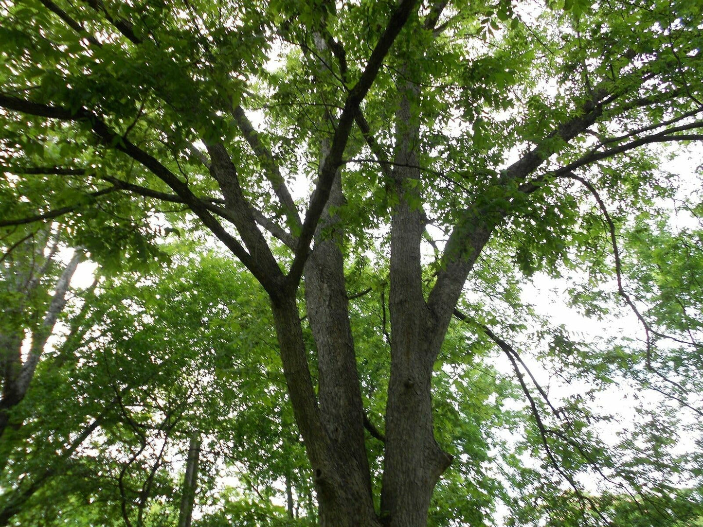 Live Plant - Black Walnut Tree - 18-24" Tall Live Plant - Bareroot Seedling - Juglans nigra