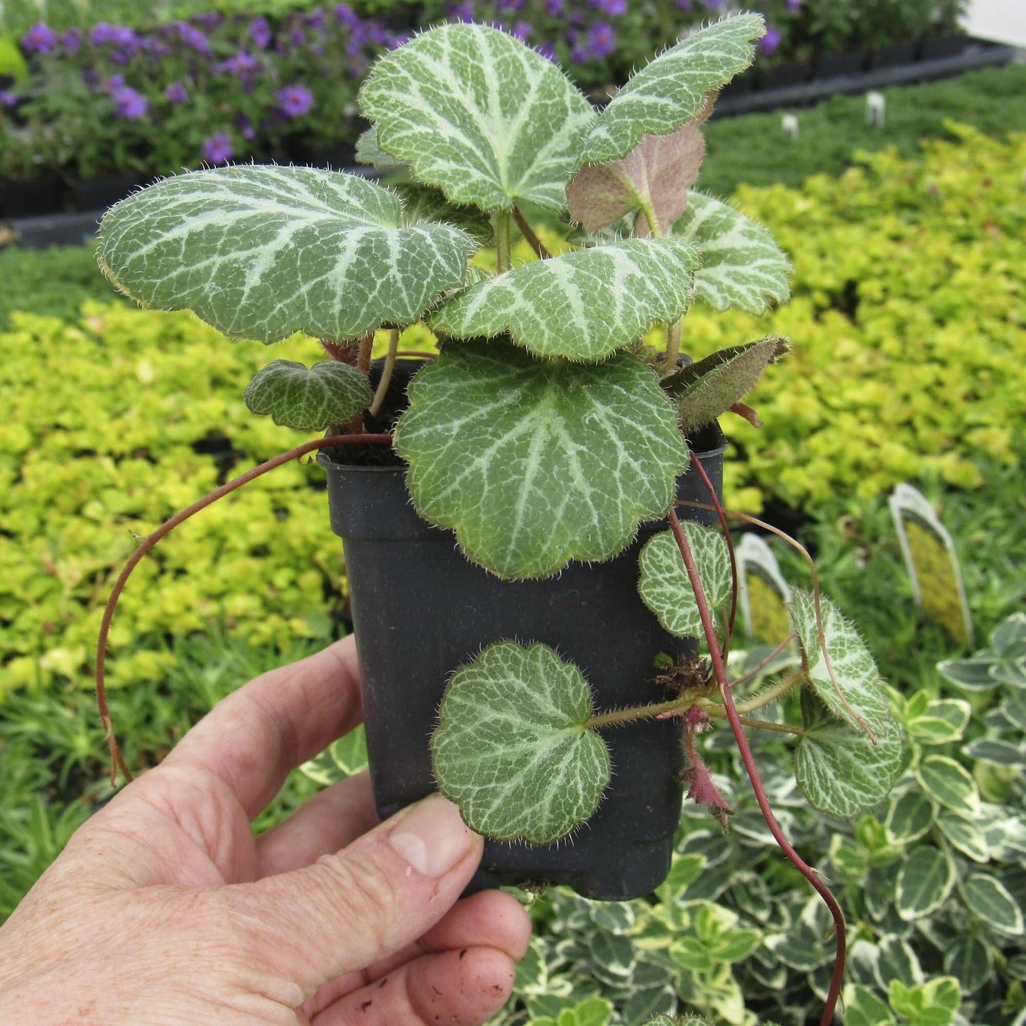 Saxifraga stolonifera, Strawberry Begonia Live Plant, Strawberry Geranium, Creeping Saxifrage, Creeping Rockfoil, Mother of Thousands, Ground Cover with Runners, Container Size: 3" (2.6x3.5)