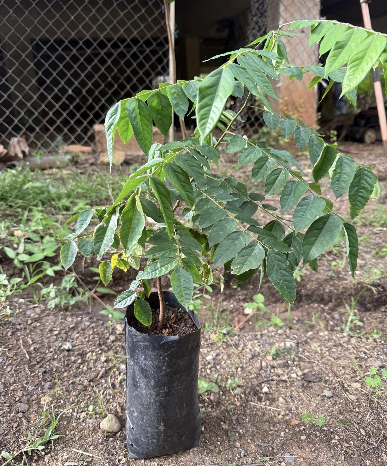Star Fruit (Averrhoa Carambola) Carambola Live Fruit Tree(1-2ft) Plant (Varieties: Kari, arkin, kaiang, daleys Sweet Gold, fwang Tung)