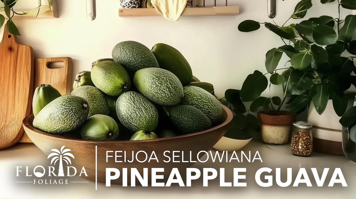 Pineapple Guava - 3 Live Plants - Feijoa Sellowiana - Edible Fruit and Flowering Foliage