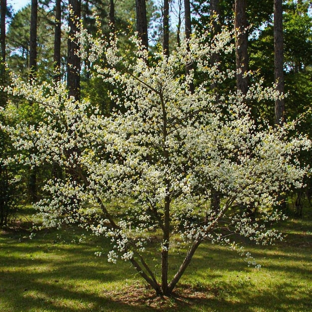 2 Chickasaw Plum Trees/Shrubs - 12-18" Tall Live Plants - Native Fruit Bushes - Prunus angustifolia - (2 Pack)