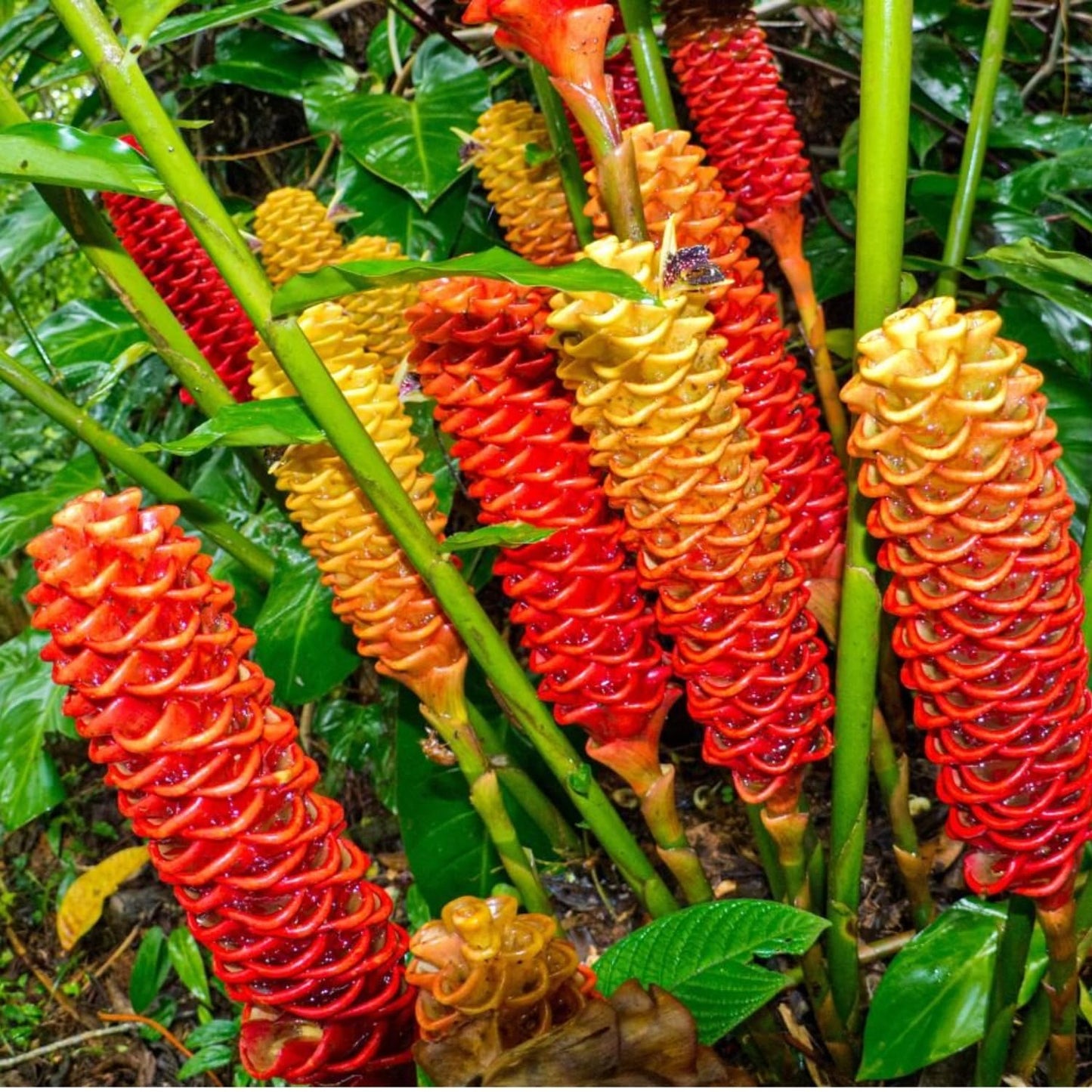 4 Awapuhi Shampoo Ginger Roots to Grow, Zingiber Zerumbet Fresh Ginger Rhizomes, Ginger Lily Red Pinecone Ginger Roots Perennial Garden