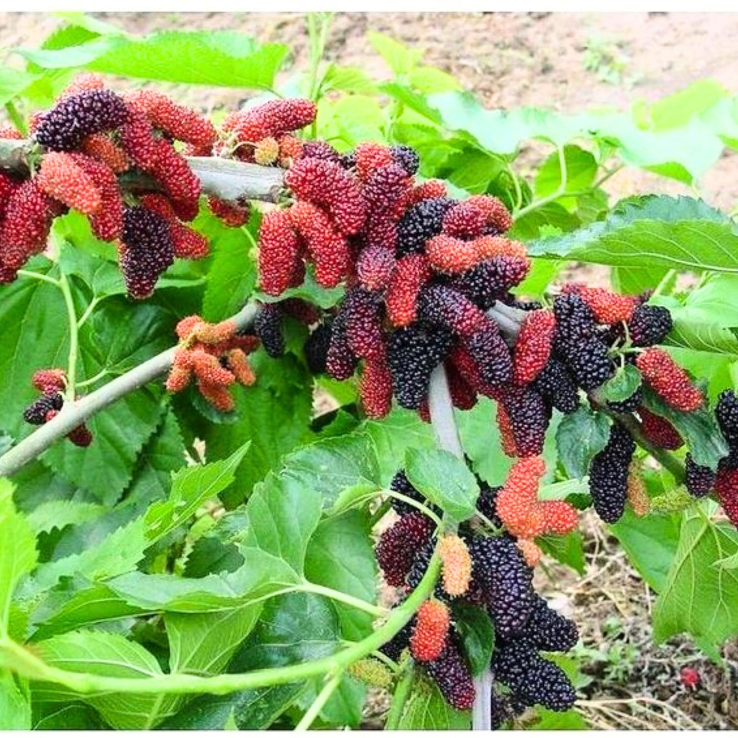 Mulberry Tree Live Plant, Mulberry Bushes for Home Gardens, Mulberry Plant Live, Mulberry Fruit, 5-9 Inch Tall (Dwarf Everbearing Mulberry)