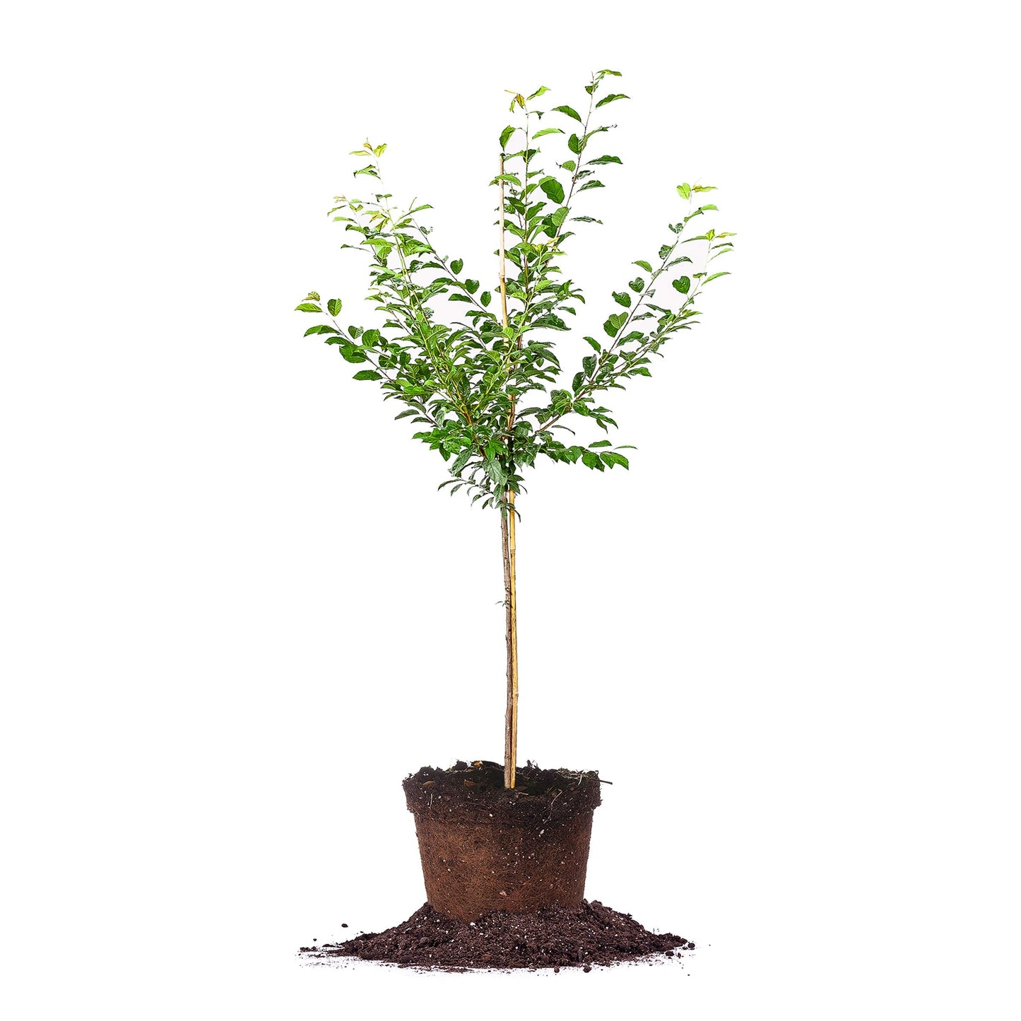 Perfect Plants Methly Plum Tree Live Plant, Produces Fruit, 4-5ft, Includes Care Guide