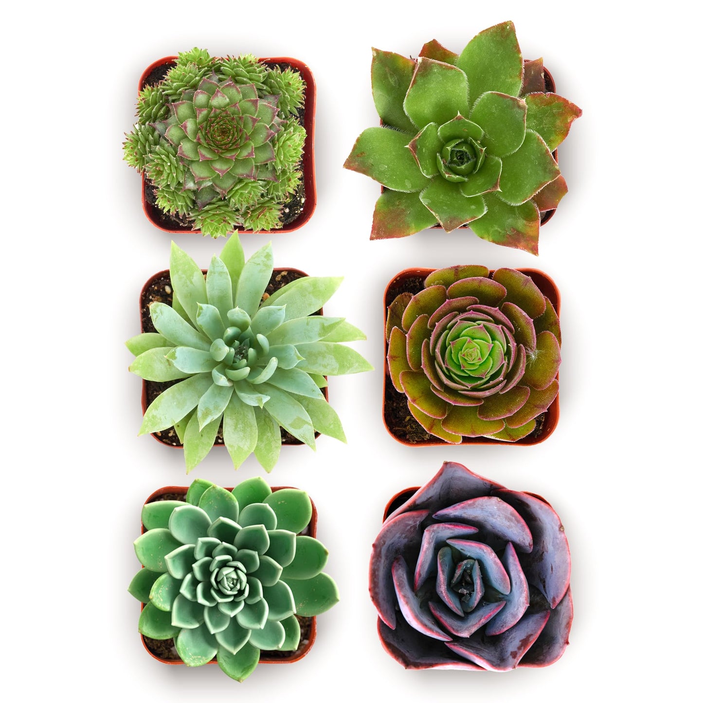 Shop Succulents Echeveria & Rosette Live Succulent Variety Pack – Fully Rooted 2" Potted Plants for Gifts, Favors, DIY Projects, Terrariums, Home Décor, and Garden Arrangements, 6 Pack