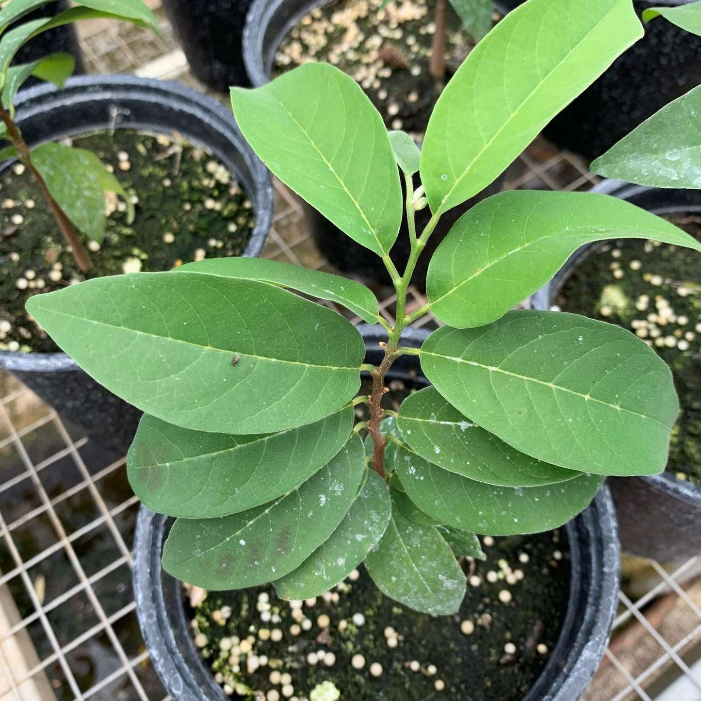 Live Plant - Red Sugar Apple (Annona Squamosa) Vibrant Live Fruit Tree 12”-24” Thriving
