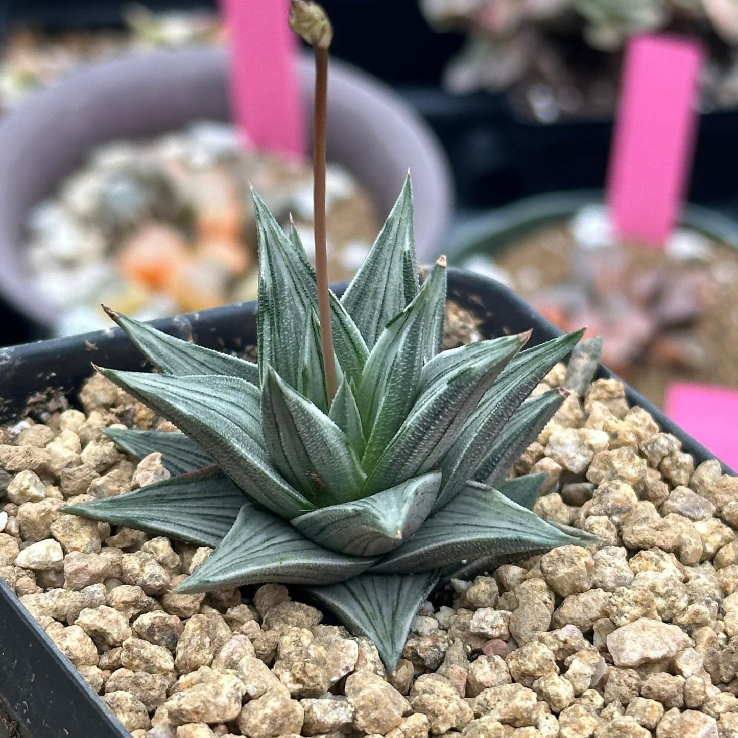 Rare Haworthia Ivory Tower White Variegata - Succulent Plants - Unique Varieties | Live Indoor Plants | Low-Maintenance | Great for Collectors, Home, Office, and Gifts