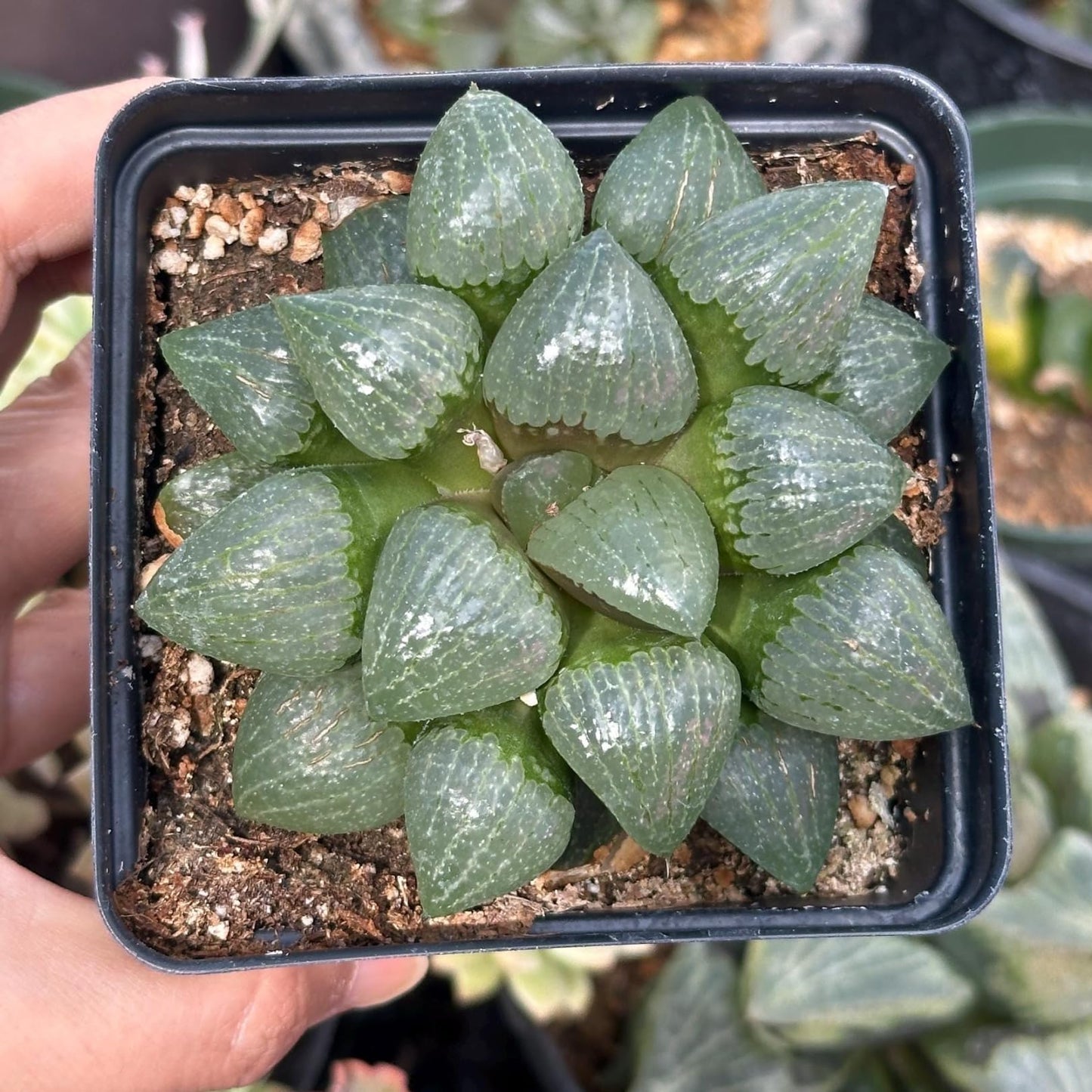 Rare Haworthia Emelyae VAR. Comptoniana Oyayubihime - Succulent Plants – Unique Varieties | Live Indoor Plants | Low-Maintenance | Great for Collectors, Home, Office, and Gifts