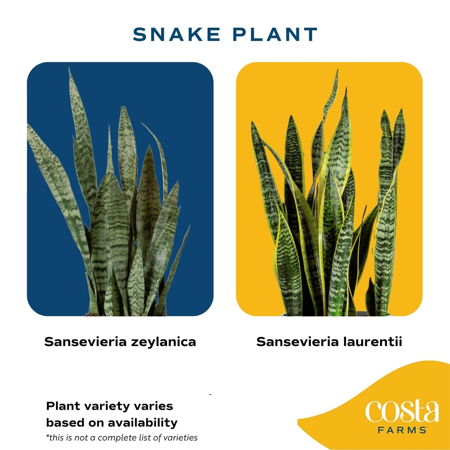 Costa Farms Snake Plant Live Houseplants (2-Pack), Sansevieria in Decor Pots, Live Indoor Plants for Low Light, Easy Care Succulents for Plant Shelf, Home Decor & Office Desk, 8-12 Inches Tall