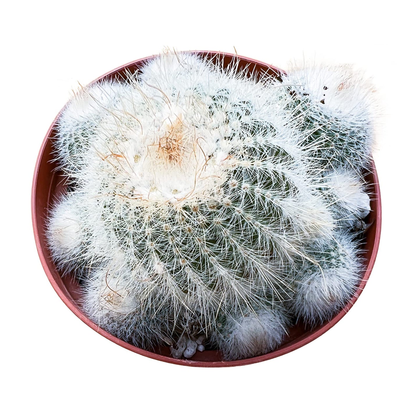 Sprout N Green Silver Ball Cactus, 1 Pack Live Parodia scopa Cactus Plant Rooted in 4in Nursery Pot, Indoor Outdoor Office Home Holiday Décor
