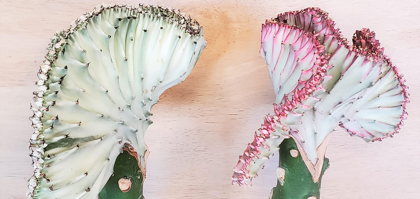 Euphorbia Lactea Cristata aka Coral Cactus in White Live Rare House Plants (All Plants are Fully Rooted Plants!) in 4" Pot by 3exoticgreen