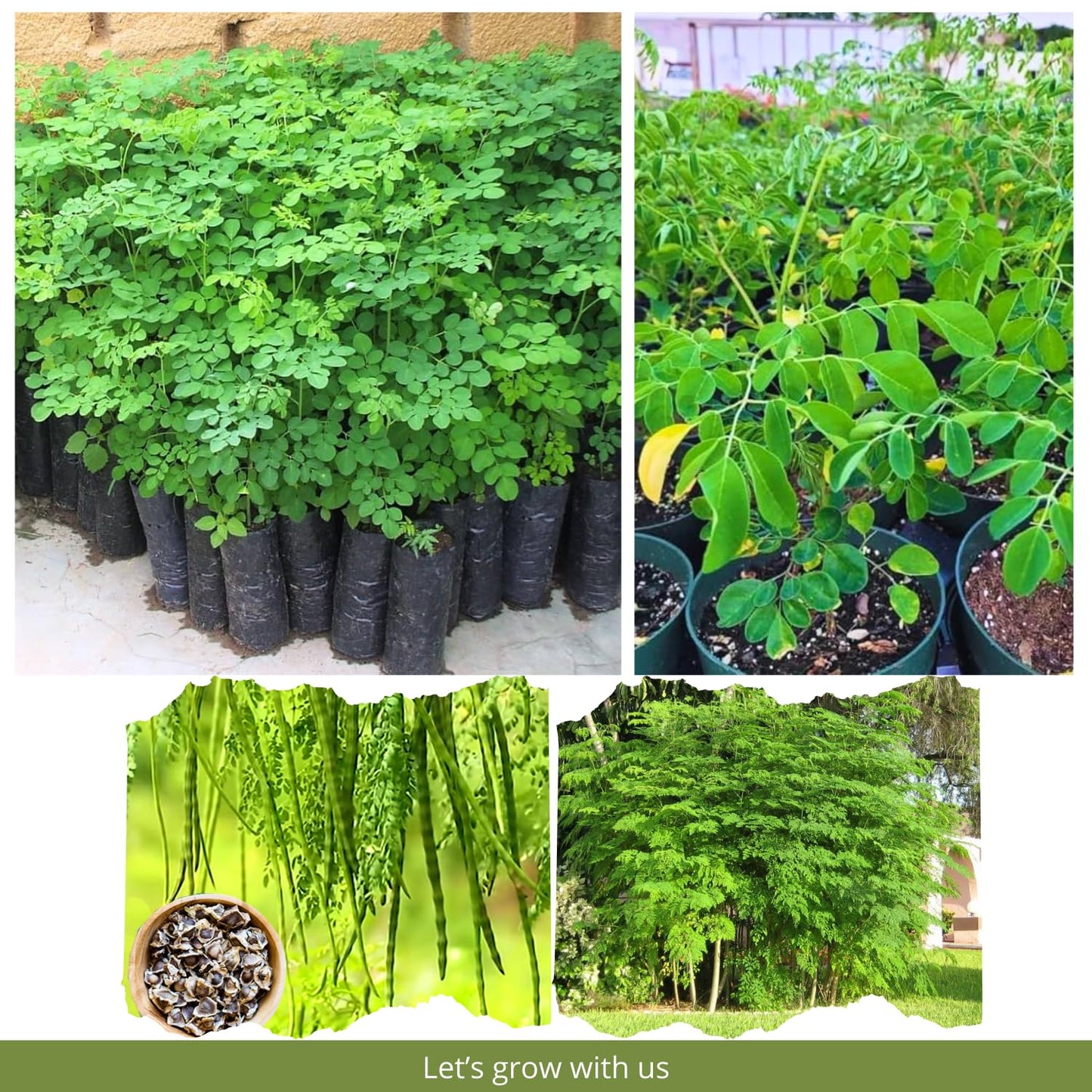 Moringa Oleifera Tree Live Plant, Malunggay Plant Live, 1 Year Old, Moringa Tree Plant Live, Drumstick Malunggay 4 Inc Pot Well-Rooted