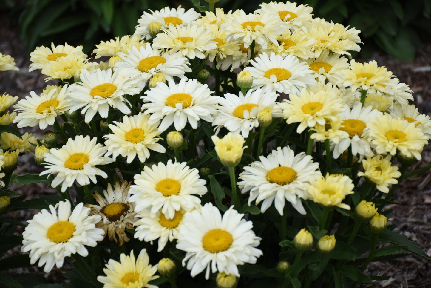 Live Plant from Green Promise Farms - Proven Winners, Leucanthemum Amazing Daisies 'Banana Cream II' Shasta Daisy, Yellow/White Flowers - #1 Gallon Size Container