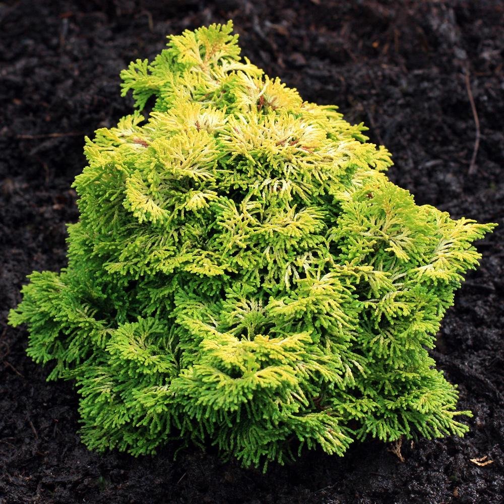 Dwarf Golden Hinoki Cypress Nana Lutea 3 - Year Live Plant