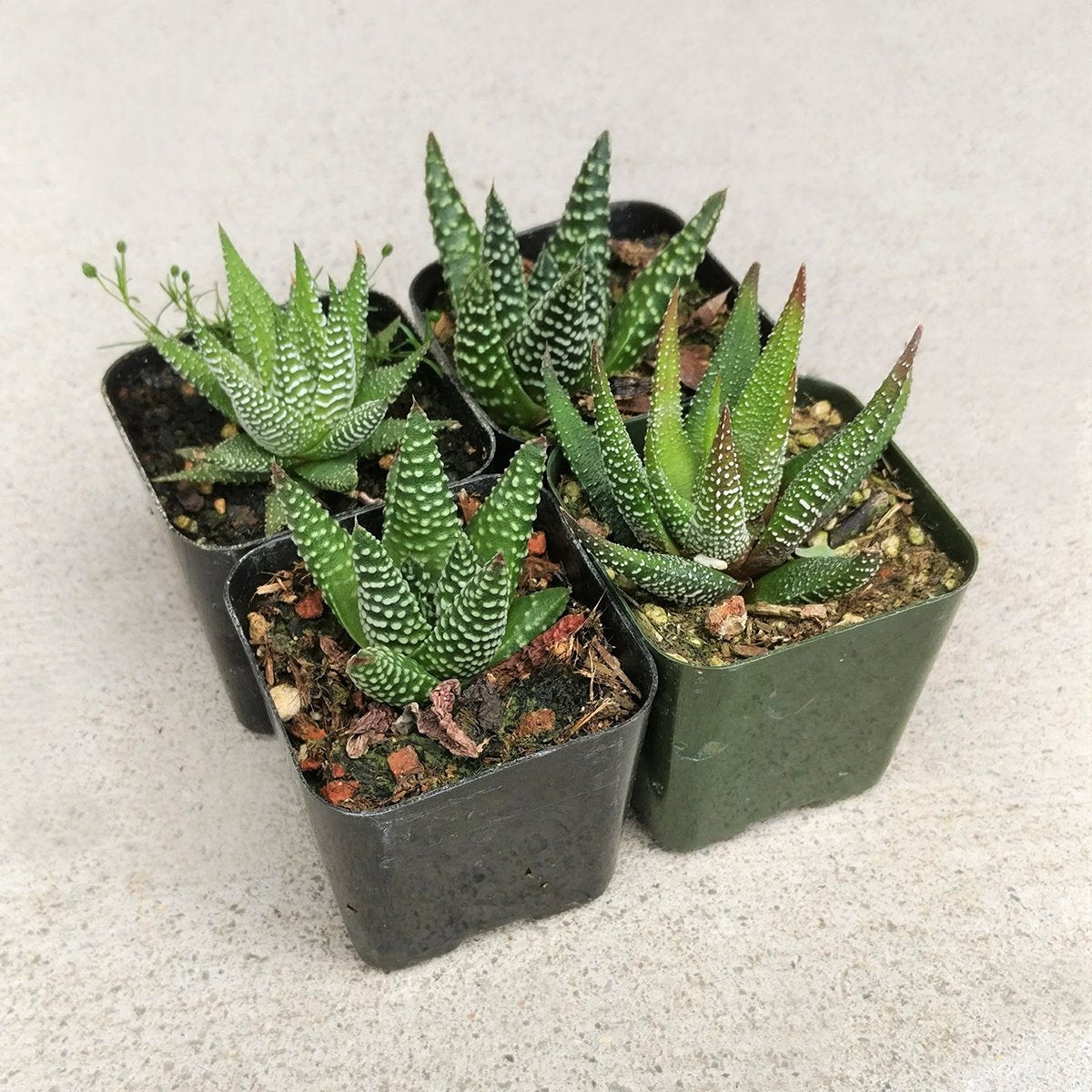 Haworthia 'Zebra Plant' White Stripe Aloe Spiky Succulent (2 inch)