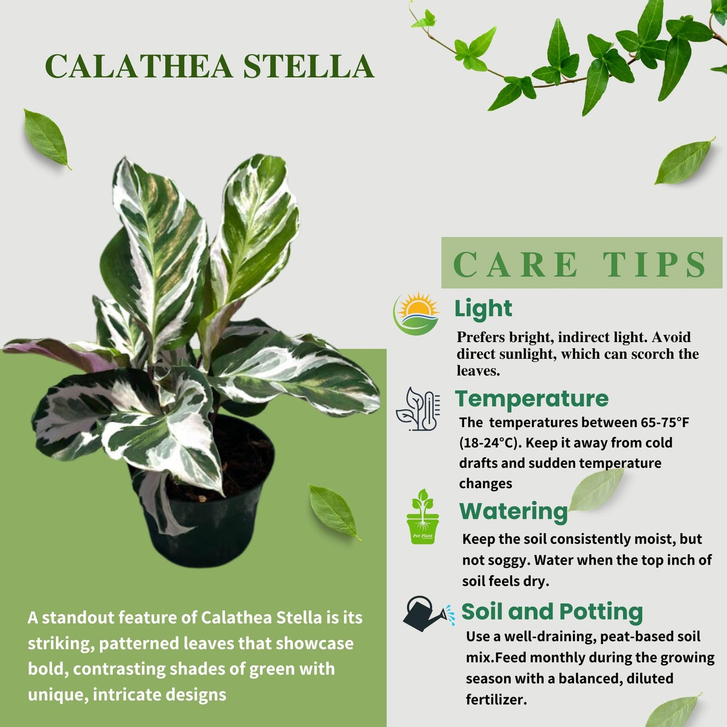 Calathea Live Plant in 4" Pot - Calathea Stella Plant Live - Pet Safe Easy to Grow Indoor Houseplants Flowers for Home Office Wedding Decor & Birthday Gift (Heat Pack Included)