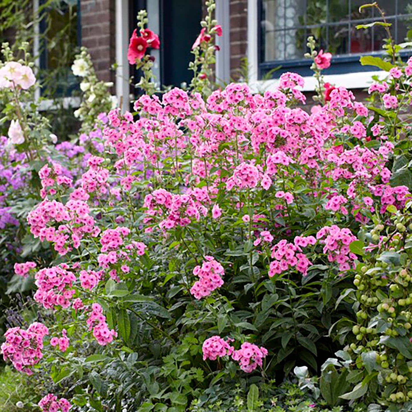 Van Zyverden Tall Phlox Paniculata Starburst Set of 5 Roots