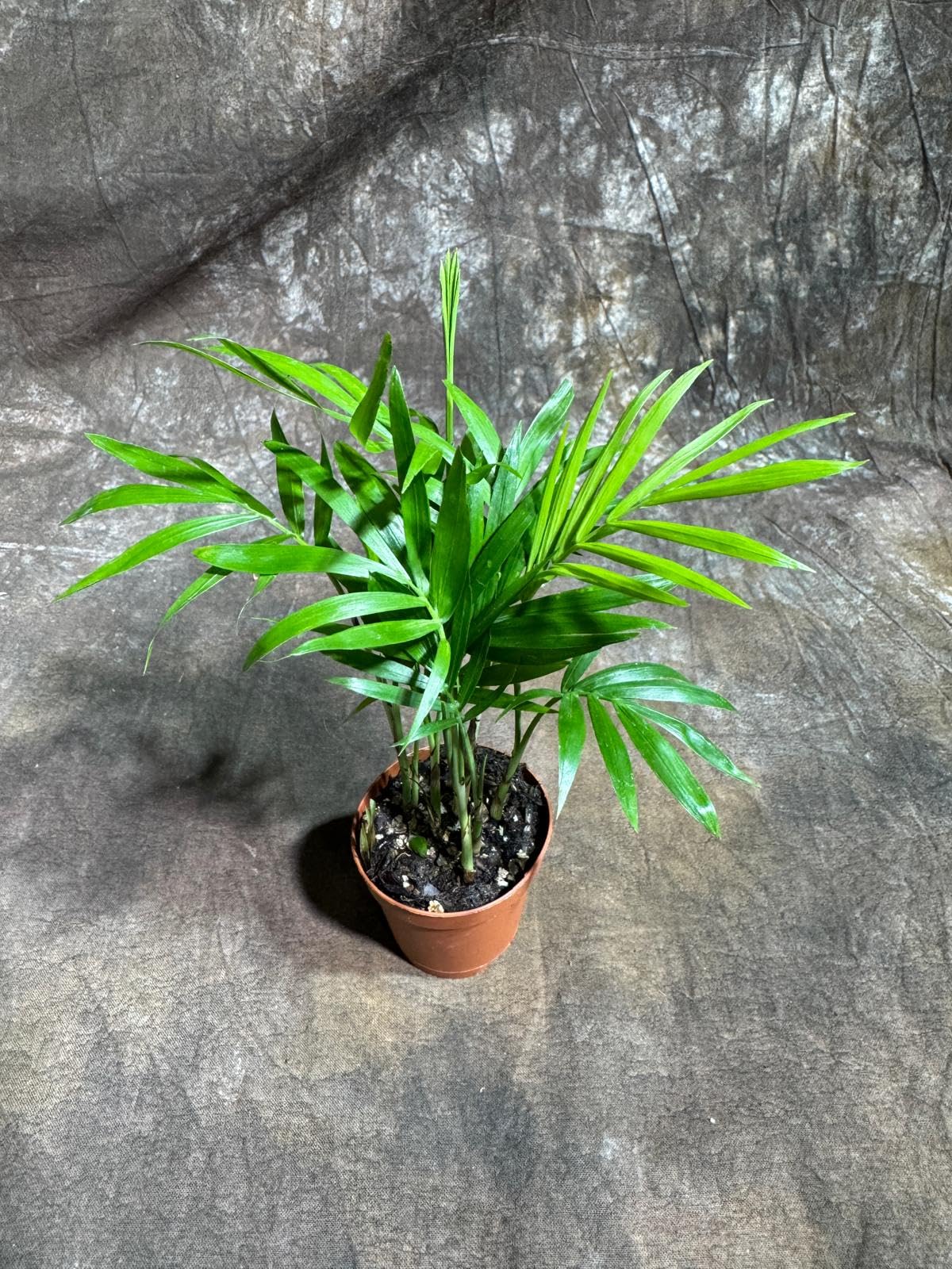 PLANTVERS Neanthe Bella Palm in a 2" Nursery Pot – Chamaedorea Elegans Parlor Palm Plant – Low Maintenance Indoor Air Purifying Plant – Elegant Chamaedorea Houseplant