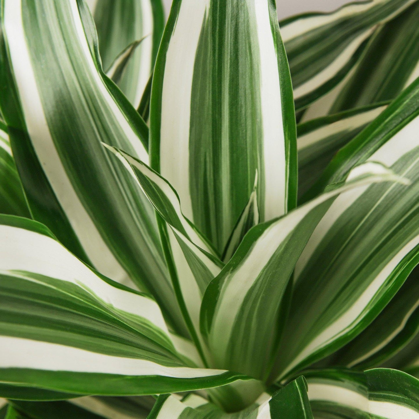 Dracaena 'Warneckii White Jewel' | Live Plant for Indoor & Outdoor | for Living Room, Office, Bathroom | (4" Pot)