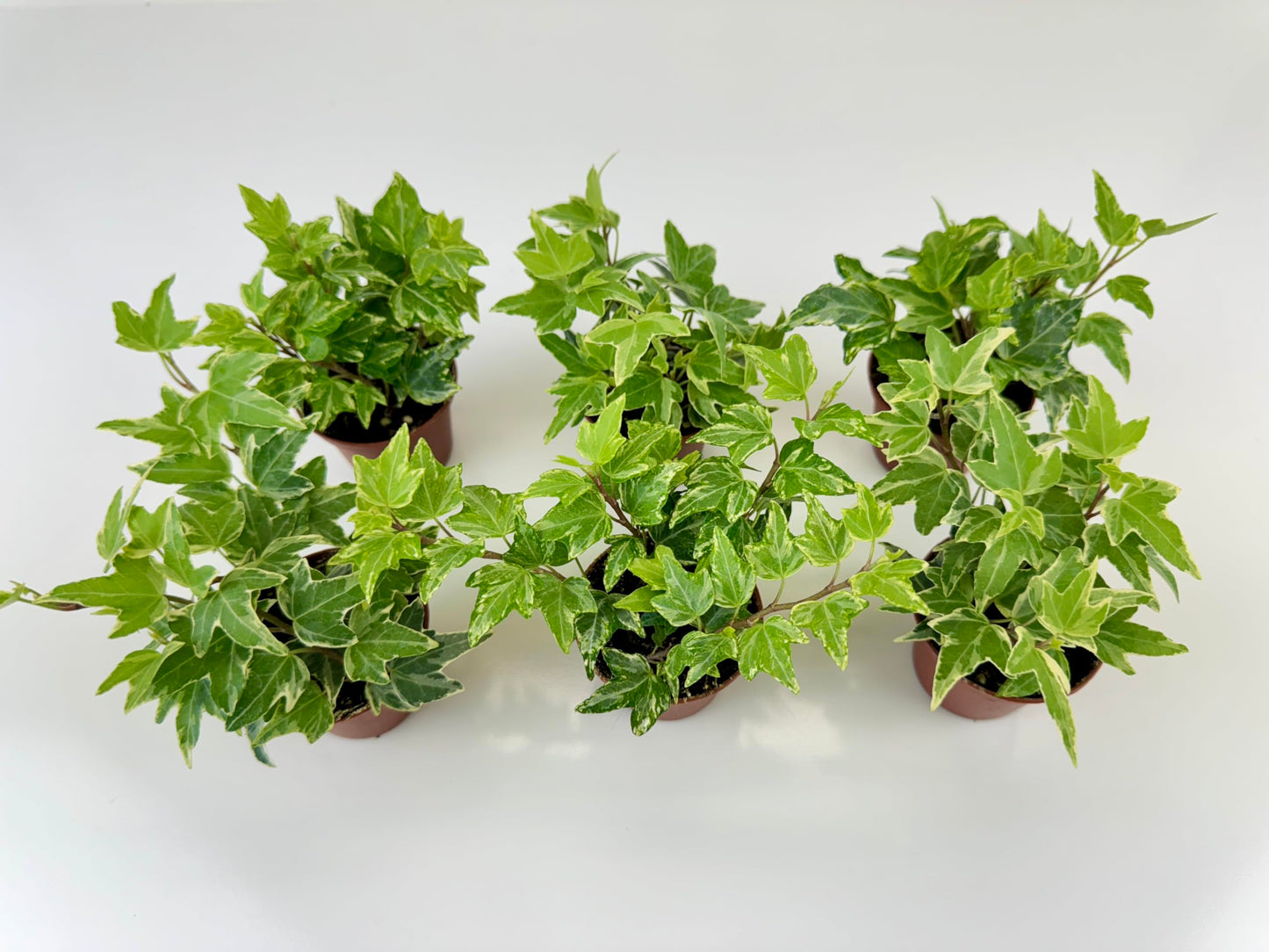 Variegated English Ivy (6 Plants) (2" Mini Pots/Starter Plants) 'Hedera Helix' | Terrariums | Fairy Gardens | Ground Cover