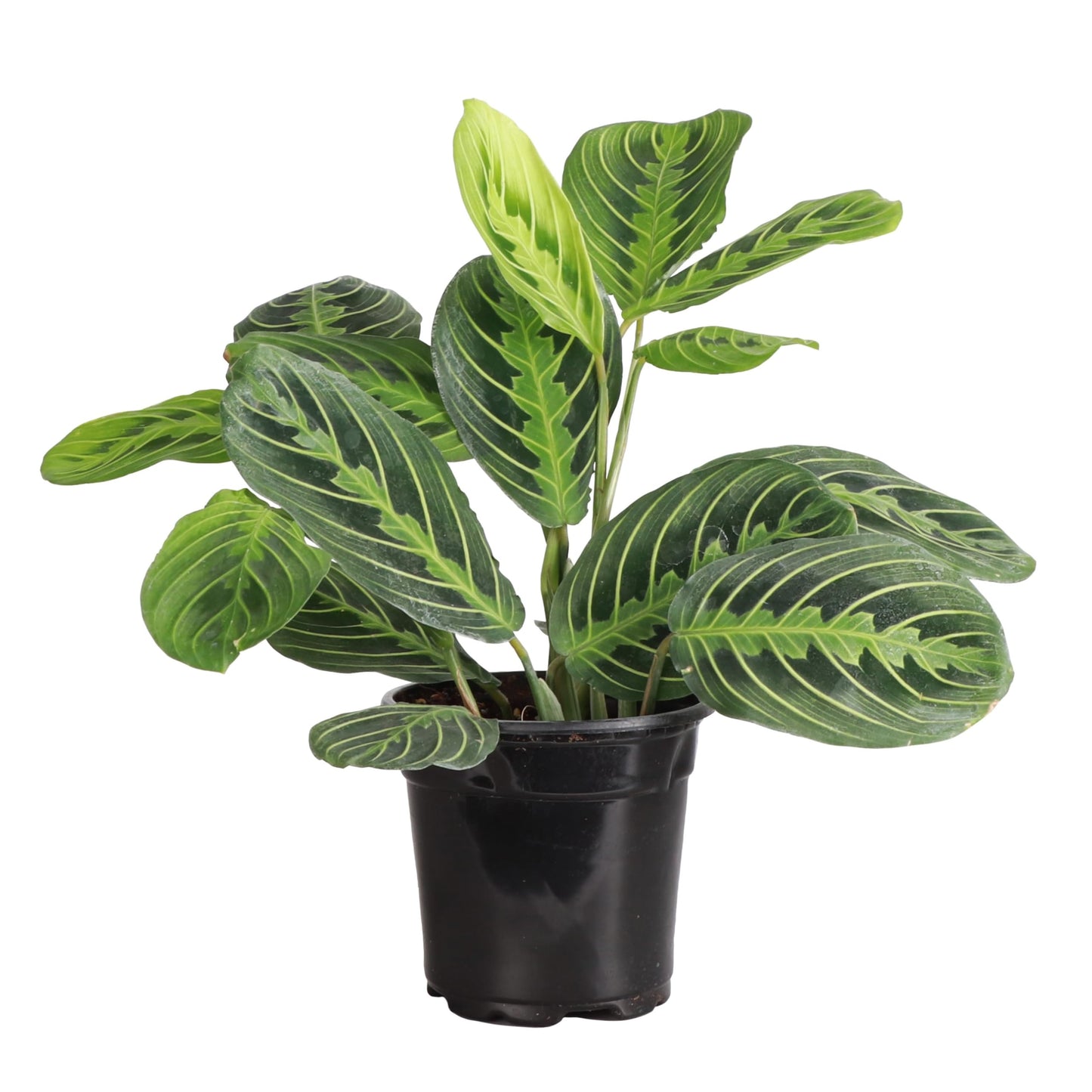 Thorsen's Greenhouse Lemon Lime Prayer Plant, Live Indoor Plant, Pet Friendly, Attractive Houseplant, Lemon Maranta, Natural Air Purifier, Easy to Grow, 4" Diameter Pot (3 Pack Nursery Pots)