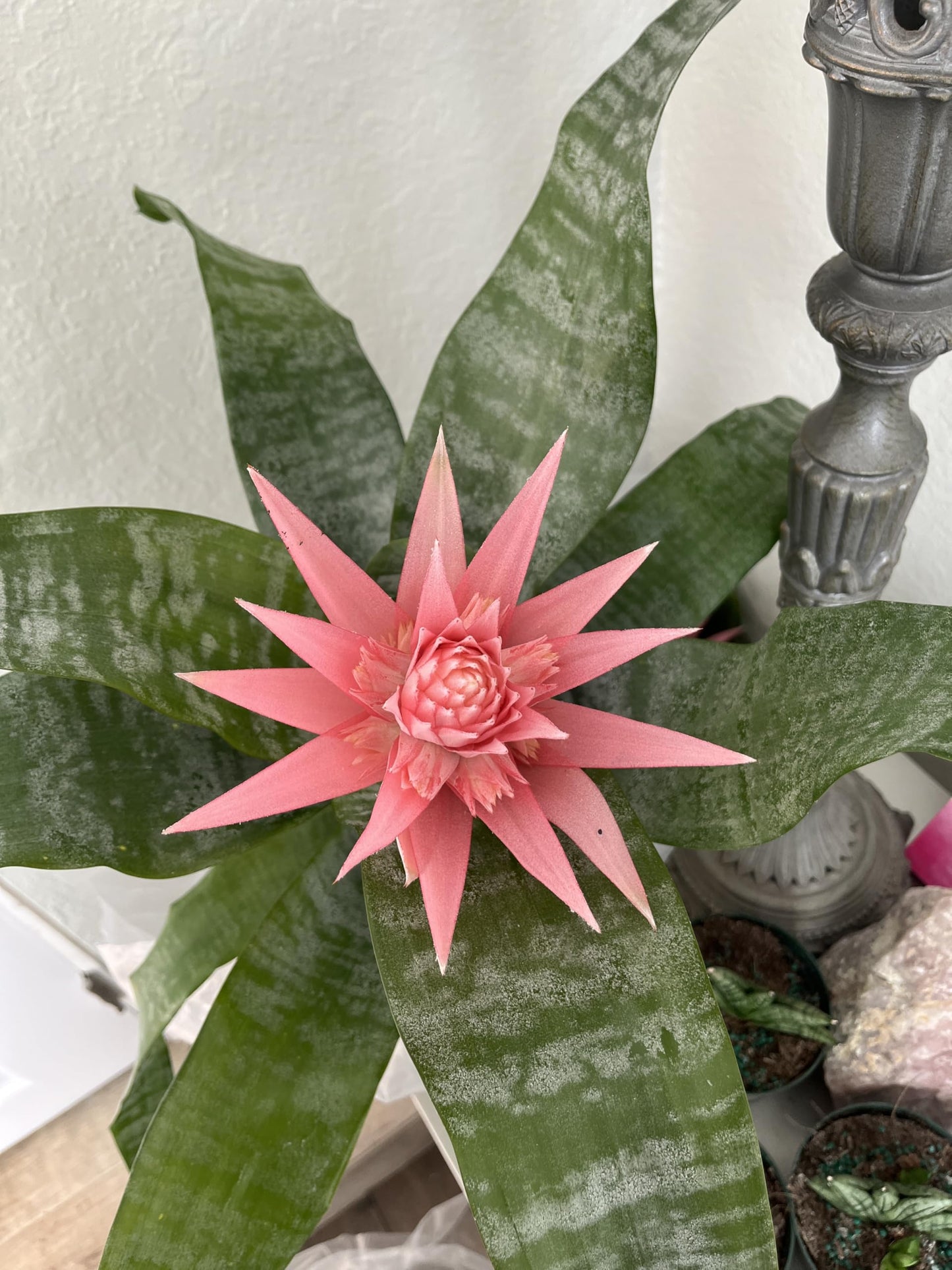 Aechmea fasciata (Silver Vase Plant/Urn Plant) Bromeliad Pink in Bloom. 6 in Pot