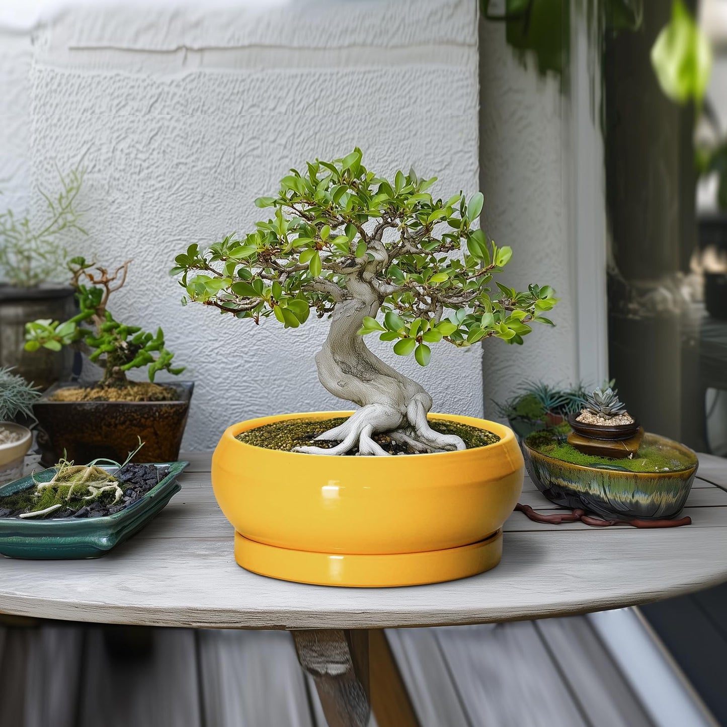 EPFamily Succulent Pots 10 Inch - Ceramic Bonsai Pots with Drainage Hole and Tray, Shallow Plant Pot Indoor Outdoor, Modern Bonsai Tree Pot, Round Planter Bowl, Home Decor, Housewarming Gift, Yellow