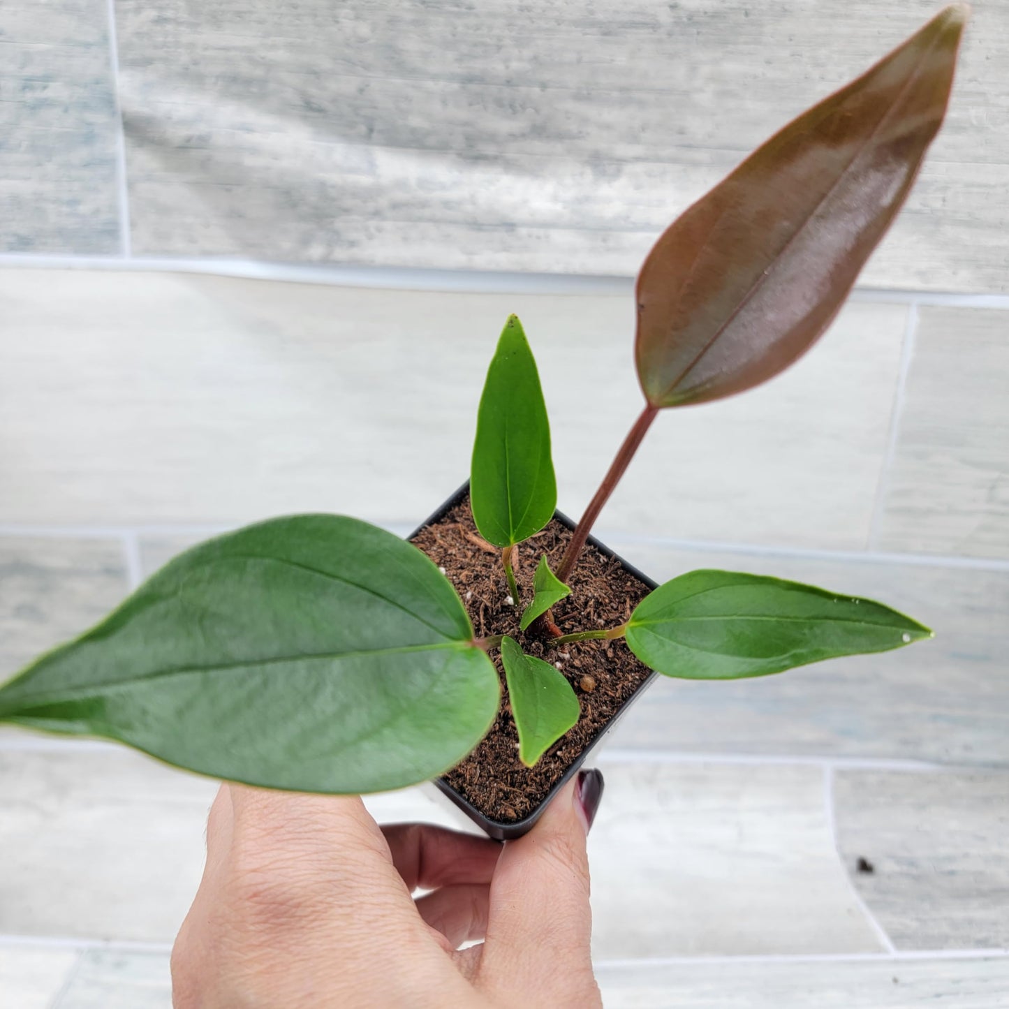 Anthurium Tiny Purple in 4 inch Nursery Plant Pot Live Rare Exotic Tropical Indoor House Plants Easy to Grow Housewarming Gift Decoration Gift for Home or Office by 3exoticgreen