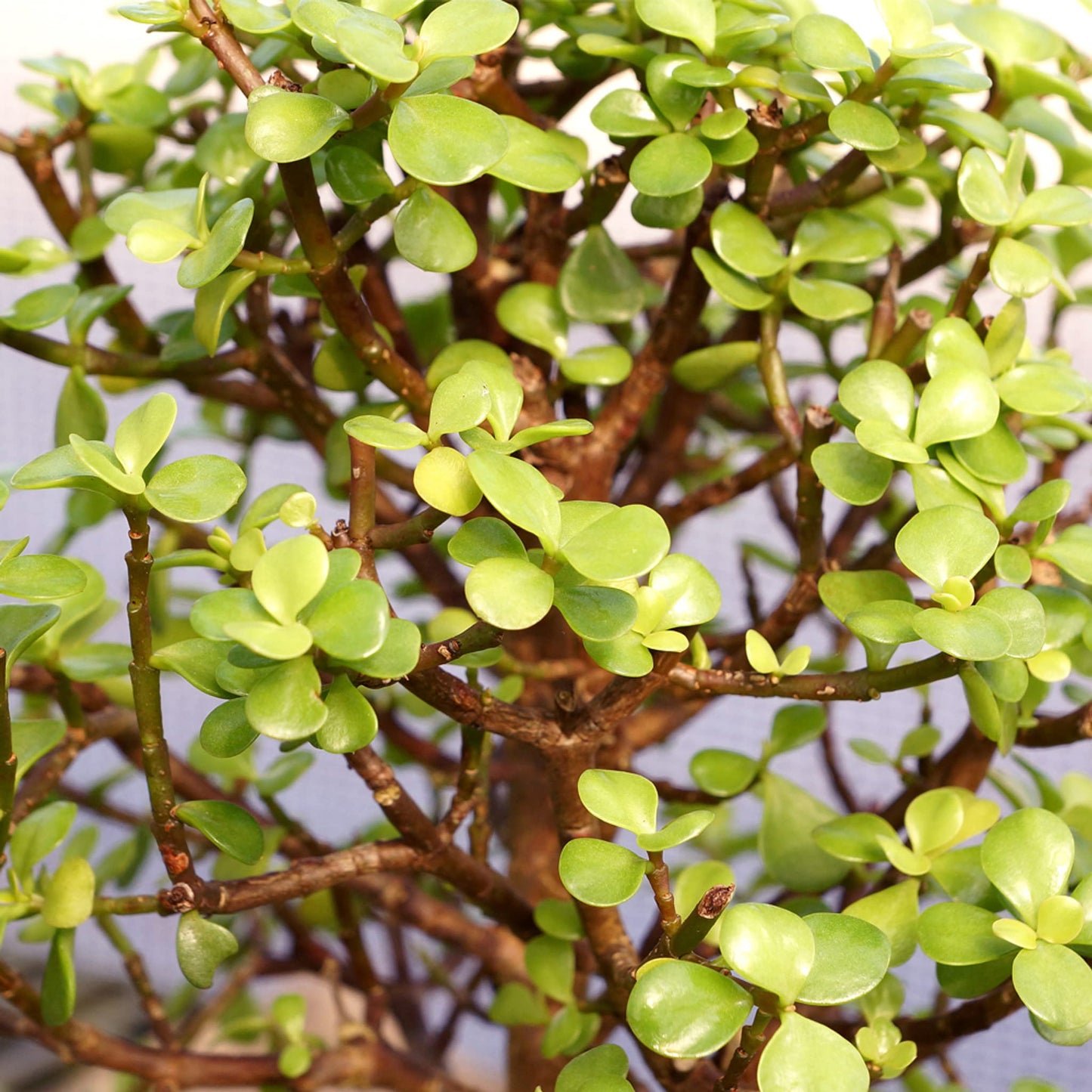 Brussel's Bonsai - Live Dwarf Jade Bonsai Tree with Ceramic Bonsai Pot & Humidity Tray, Indoor Bonsai Plant, 3 Years Old, 5-8 Inches Tall, Easy Care Houseplant for Home or Office (Small, Green)