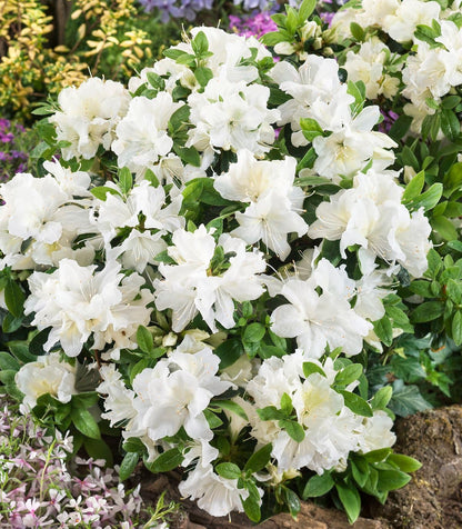 GrowOn Shrubs [x4] Dwarf Japanese Azalea Collection | Variety-Pack | Evergreen Shrubs | Outdoor Garden Ready Plants | Spring Flowering | Red, Orange, Purple, White Flowers
