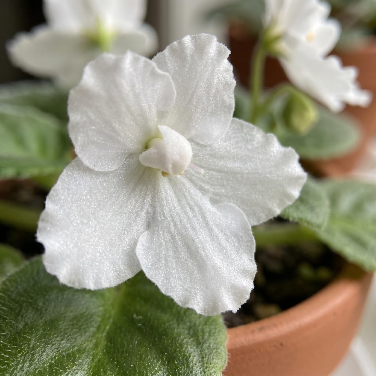 African Violet Plant Live in 4 Inch Pot, Indoor Flowering Houseplant, Compact Blooming Plant for Home or Office (White Blooms)