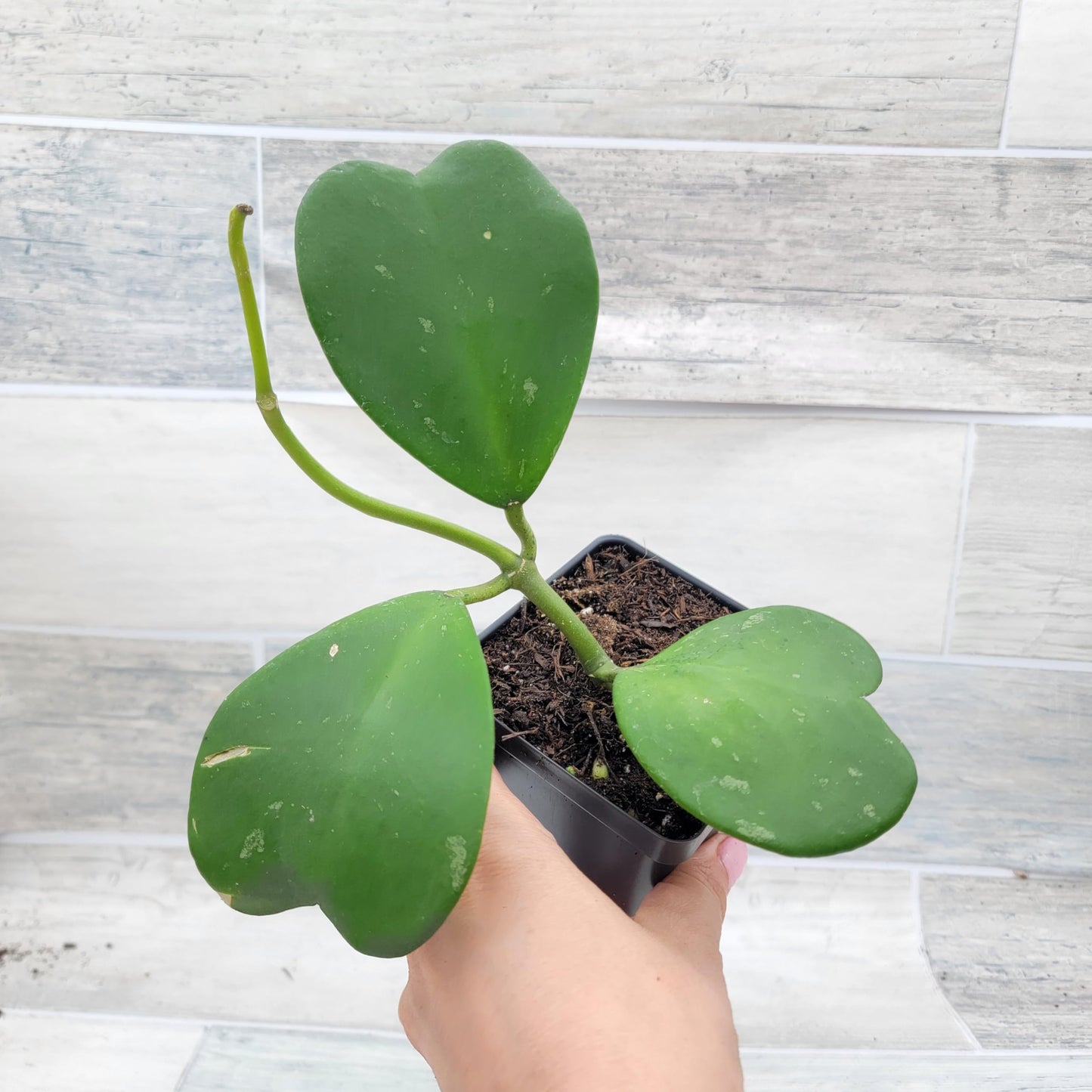 Hoya kerrii – Sweetheart Hoya (Valentine Hoya) | 4″ Fully Rooted Live Indoor Houseplant | Rare Heart-Shaped Leaf Wax Plant | Easy-Care Succulent Gift Plant for Home or Office