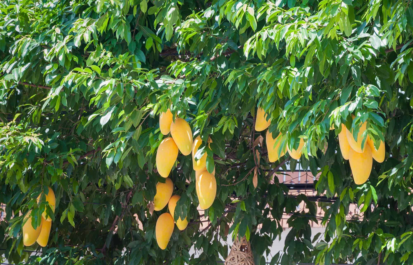 Mango Tree - Live Fruit Tree in a 3 Gallon Pot - Mangifera Indica 'Valencia Pride' - Tropical Edible Fruit Bearing Tree