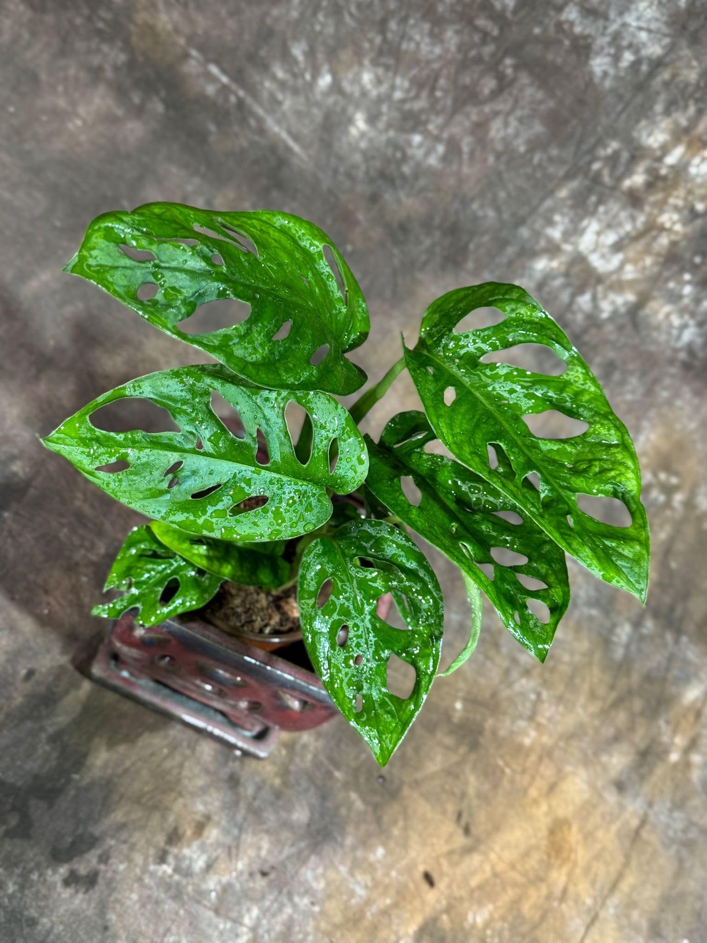 PLANTVERS Monstera Adansonii Swiss Cheese Plant in a 4" Nursery Pot – Live Indoor Monstera Houseplant – Swiss Cheese Vine – Easy Care Plant – Air Purifying Indoor Plant