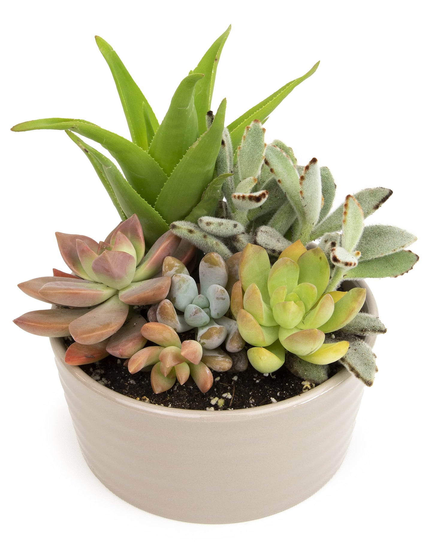 Succulents Plants Live in Garden Succulent Planters, Live Succulent Plants Live Plants in Taupe Planter Pot, Live Succulents Unique Gardening Gifts for Plant Lovers, Succulent Gifts by Plants for Pets