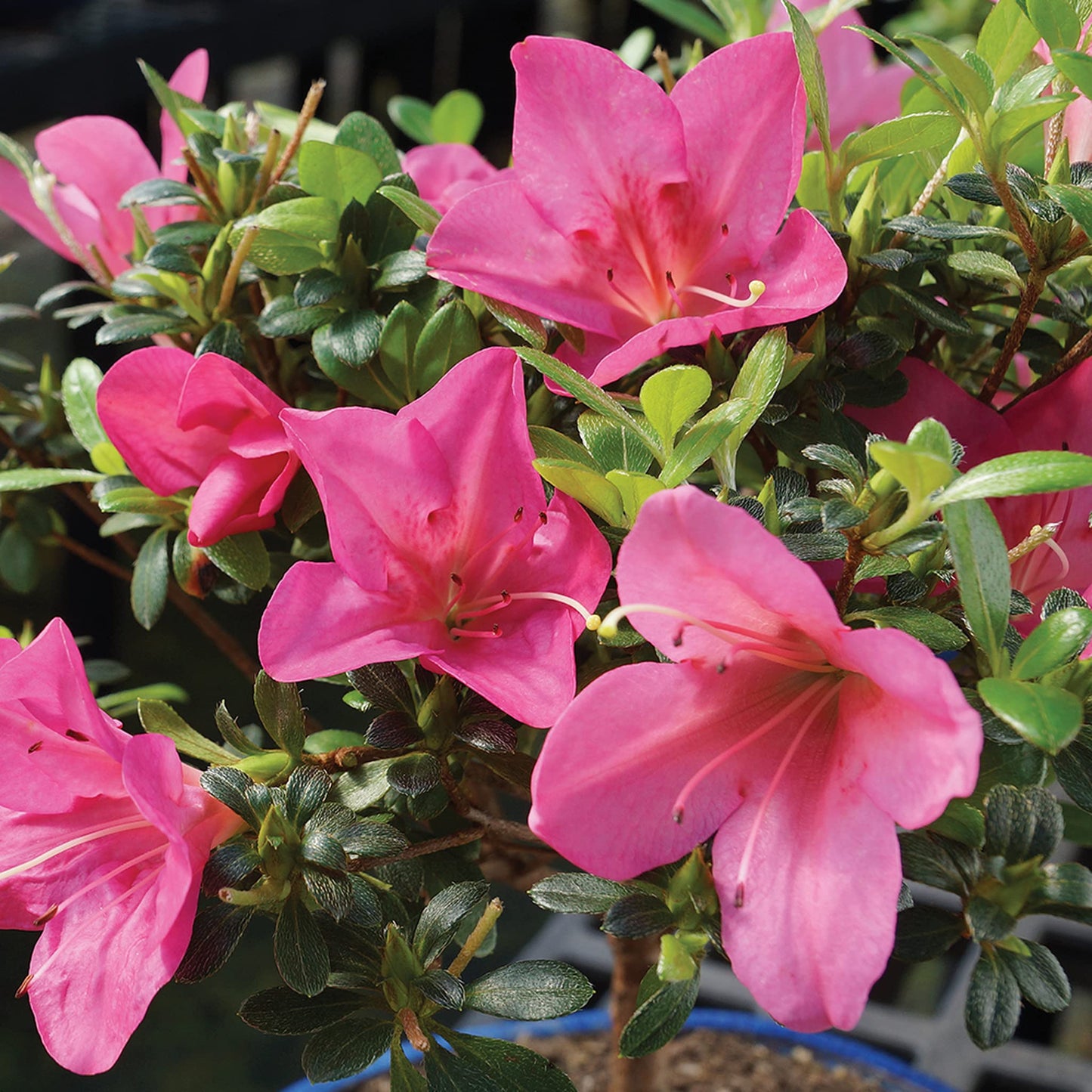 Brussel's Bonsai - Live Satsuki Azalea Bonsai Tree with Bonsai Pot and Humidity Tray, Outdoor Flowering Bonsai Tree Live Plant, 5 Years Old, 5-8 Inches Tall, Easy Care Plant (Small)