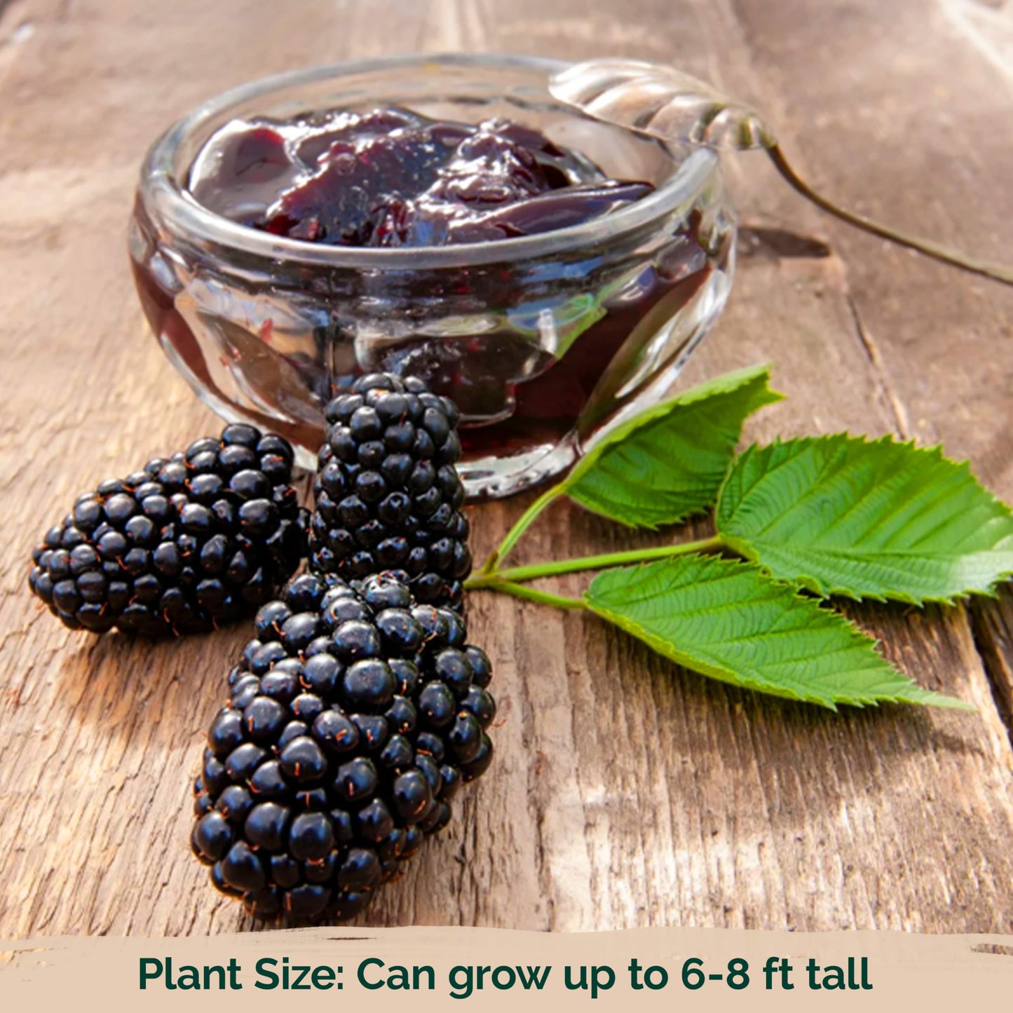 KVITER 300 Giant Thornless BlackBerry Seeds (Rubus Fruticosus) – Triple Crown BlackBerry Bush Seed, Huge & Sweet Organic Fruit Berries – Blackberries Heirloom Seeds for Outdoor Garden & Containers